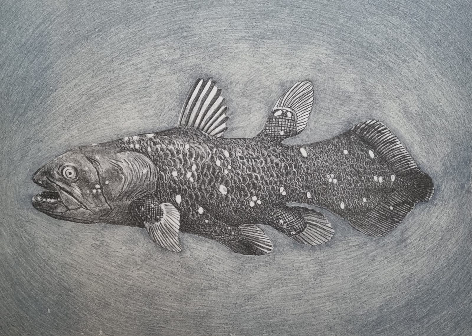 Walter Oltmann, Coelacanthe, 2024