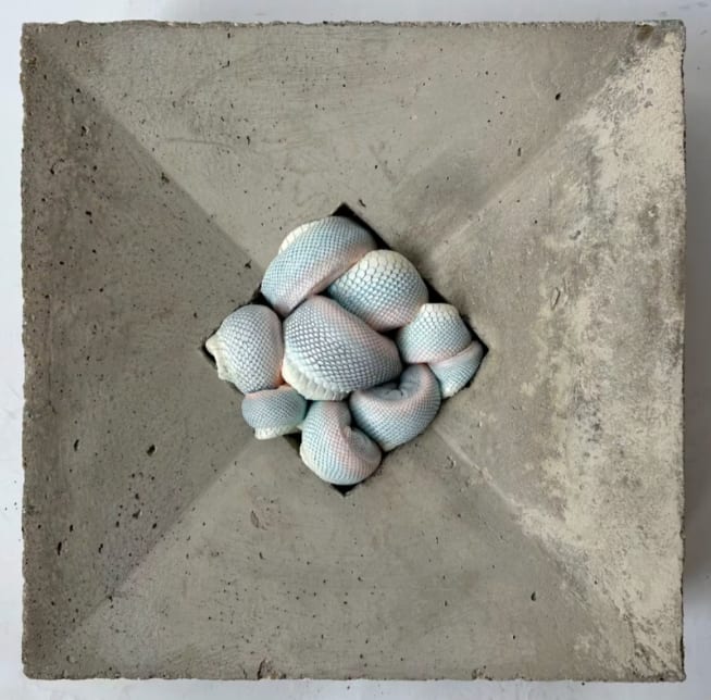 Polly Morgan, Know Your Opponent (Albino Garter), 2021