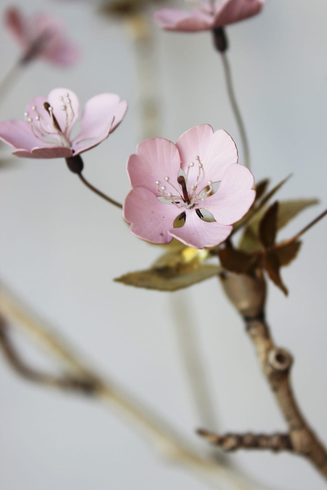 Christopher Thompson Royds, Cherry Branch