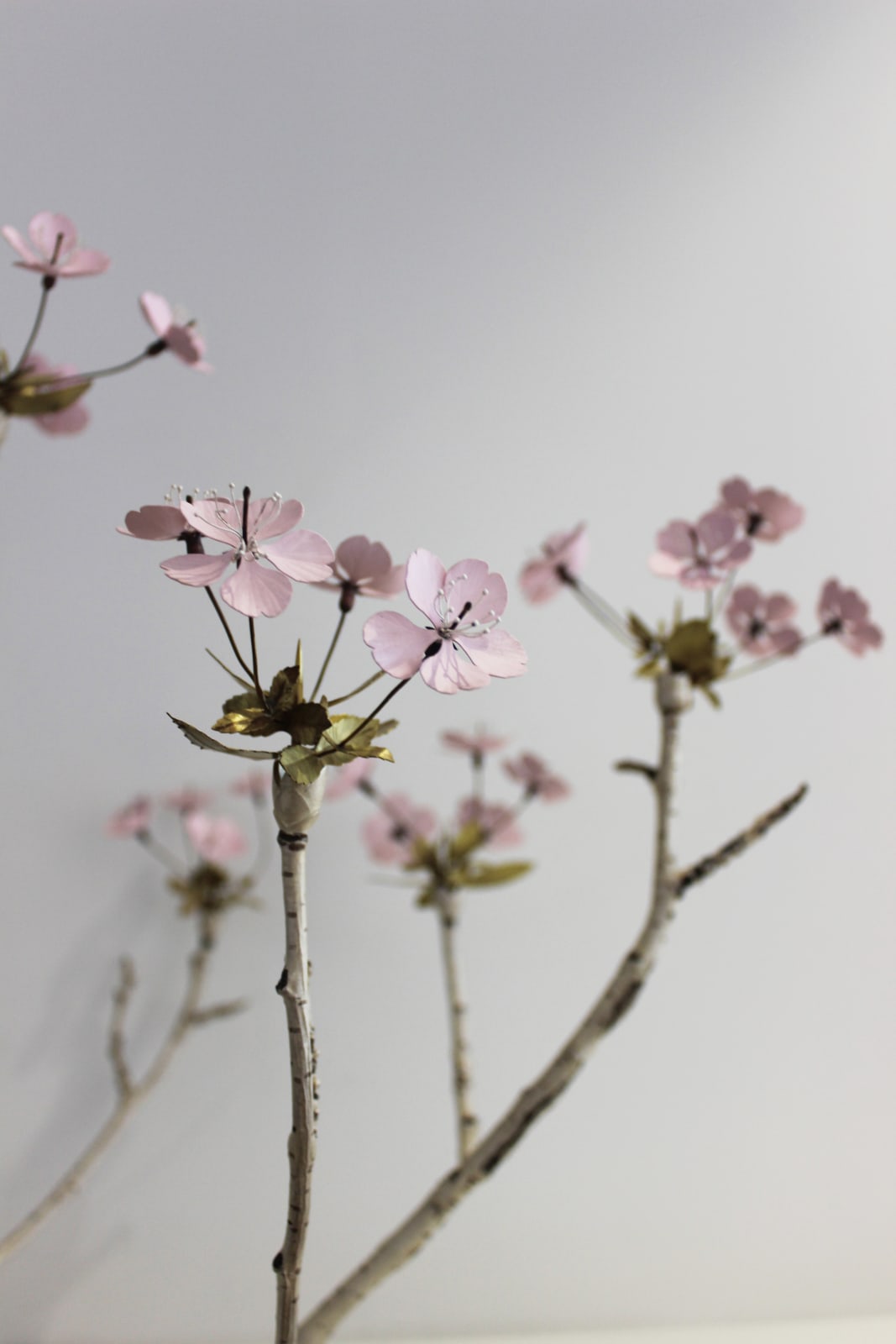 Christopher Thompson Royds, Cherry Branch