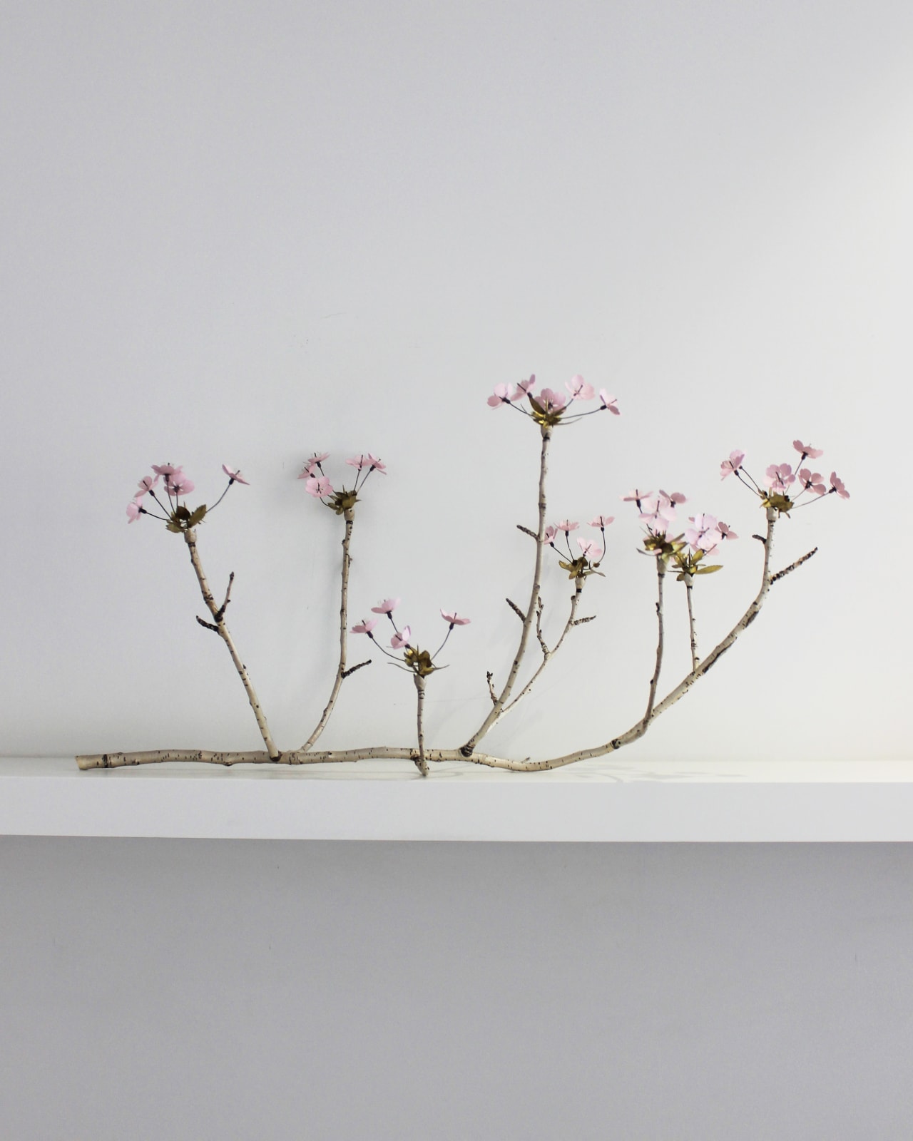 Christopher Thompson Royds, Cherry Branch