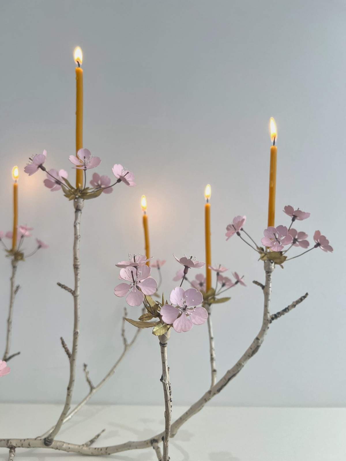 Christopher Thompson Royds, Cherry Branch