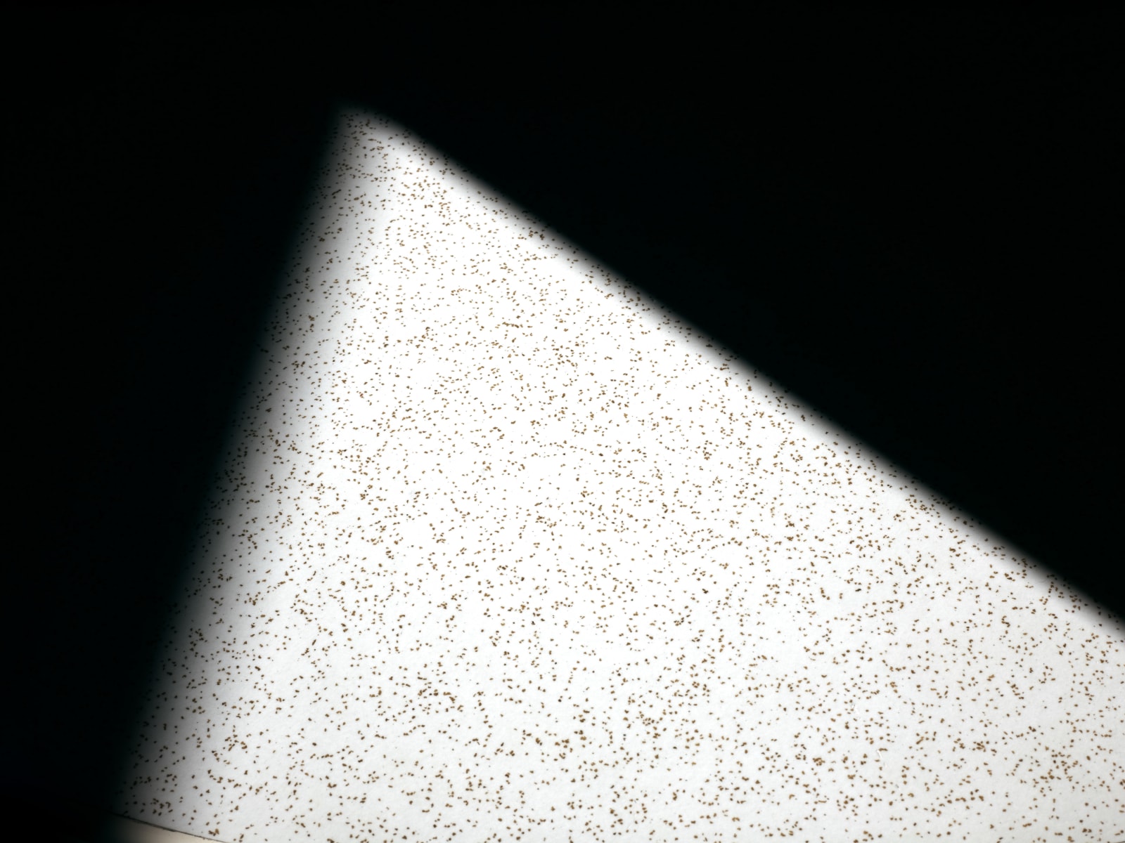 Michele Asselin, Exposure 191, 2020