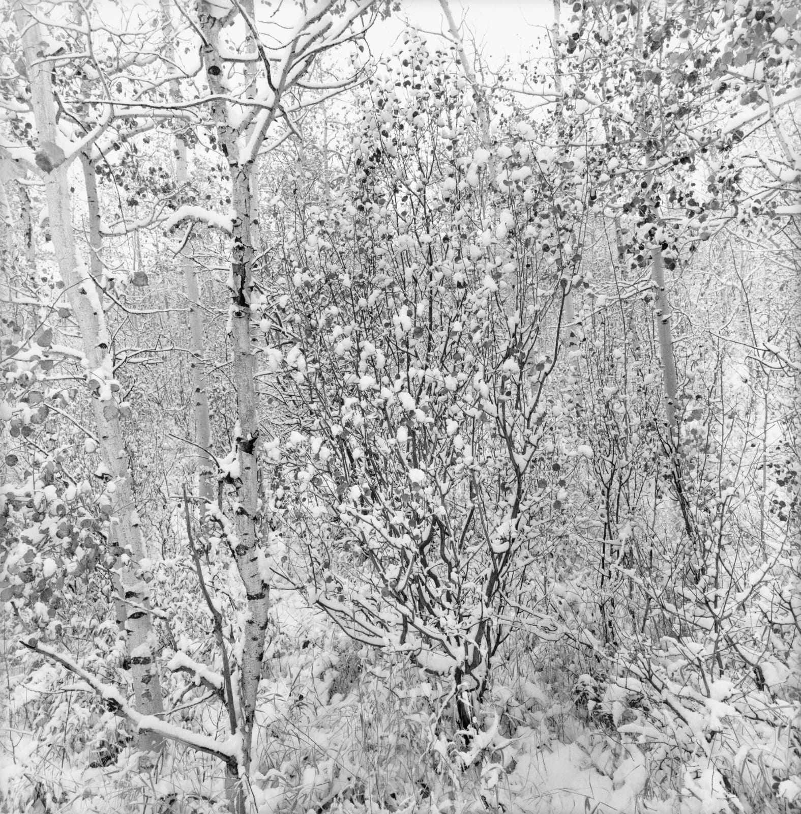 Lee Friedlander, Grand Teton National Park, Wyoming, 2009 / printed 2009