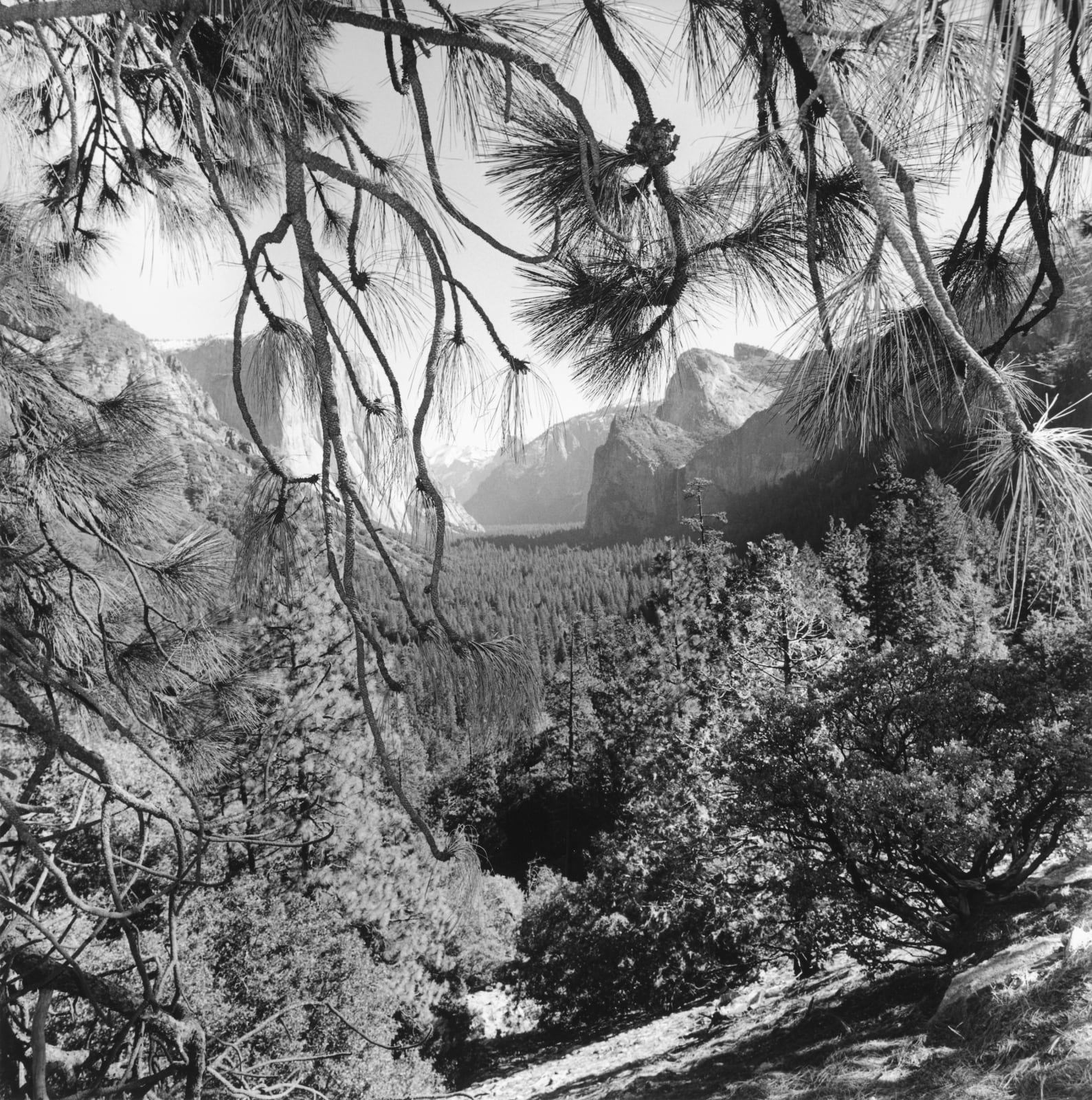 Lee Friedlander, Yosemite National Park, California, 2004 / printed 2006