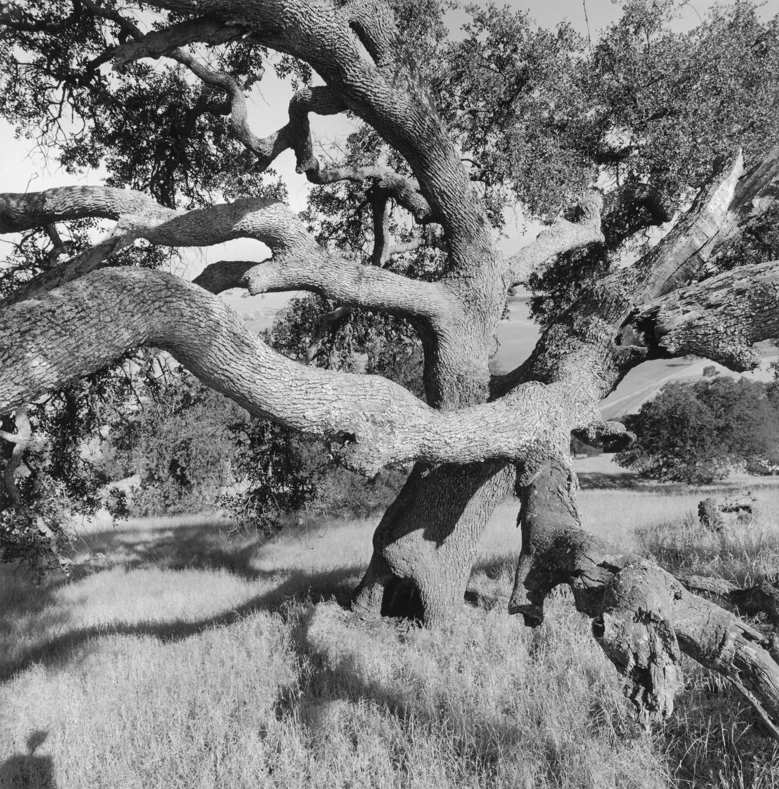 Lee Friedlander, California, 1996 / printed 2006