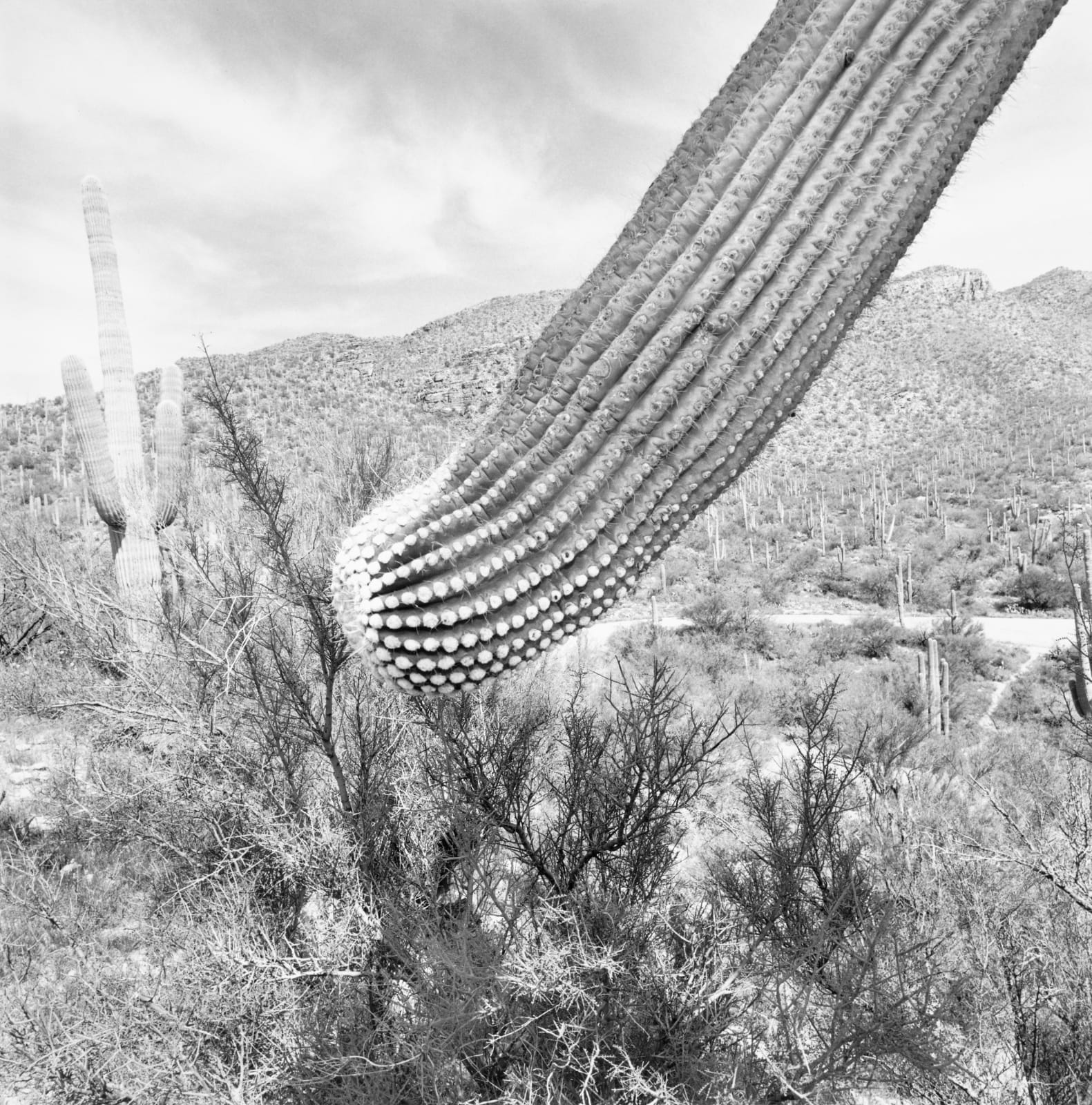 Lee Friedlander, Sonoran Desert, Arizona, 1995 / printed 2019