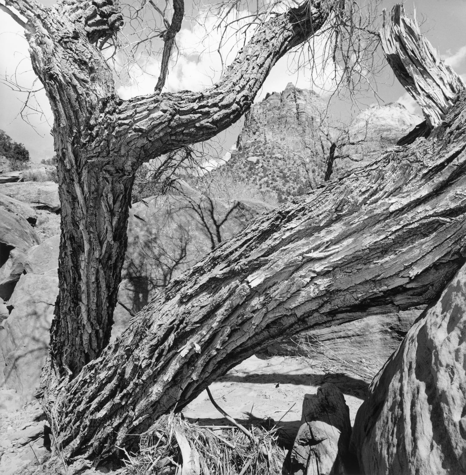 Lee Friedlander, Zion National Park, Utah, 2007 / printed 2007