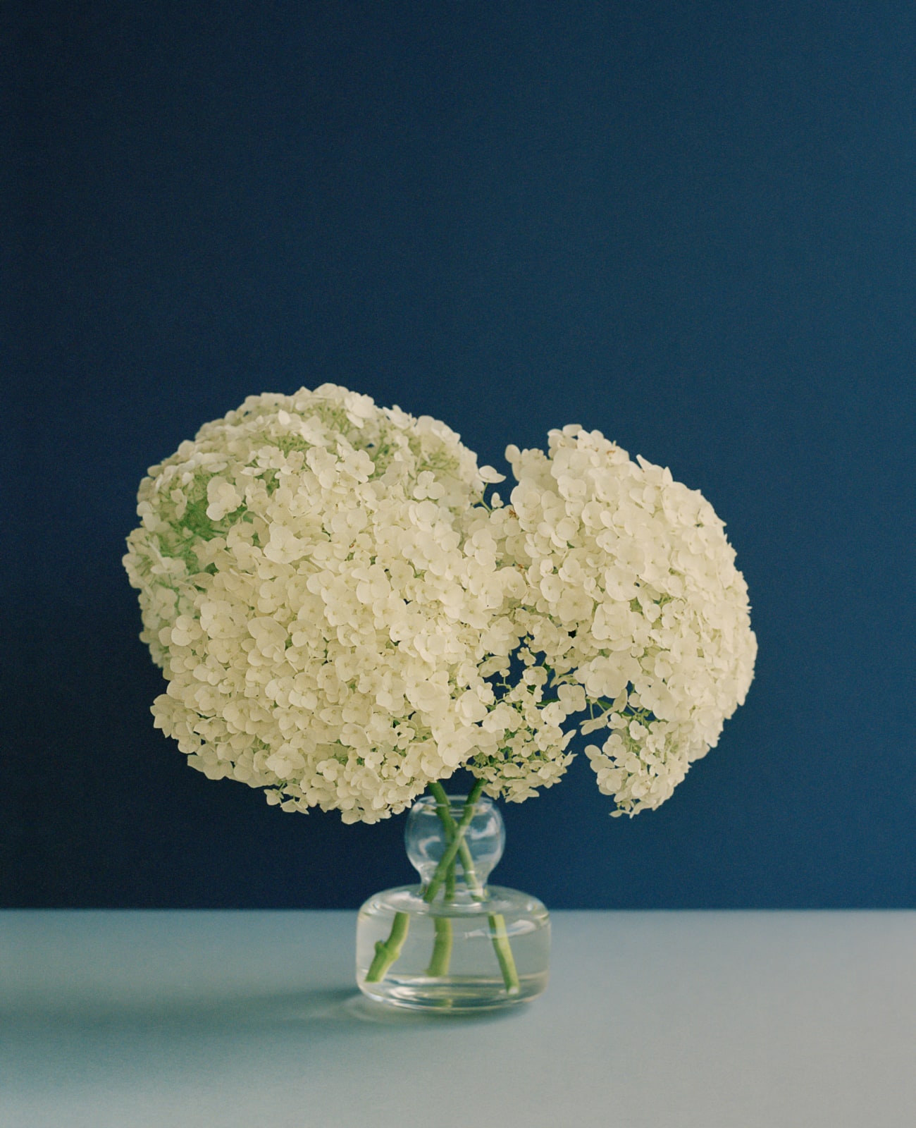 Kate Friend, Claudia Schiffer, Hydrangea ‘Annabelle’, Oxfordshire, 2022