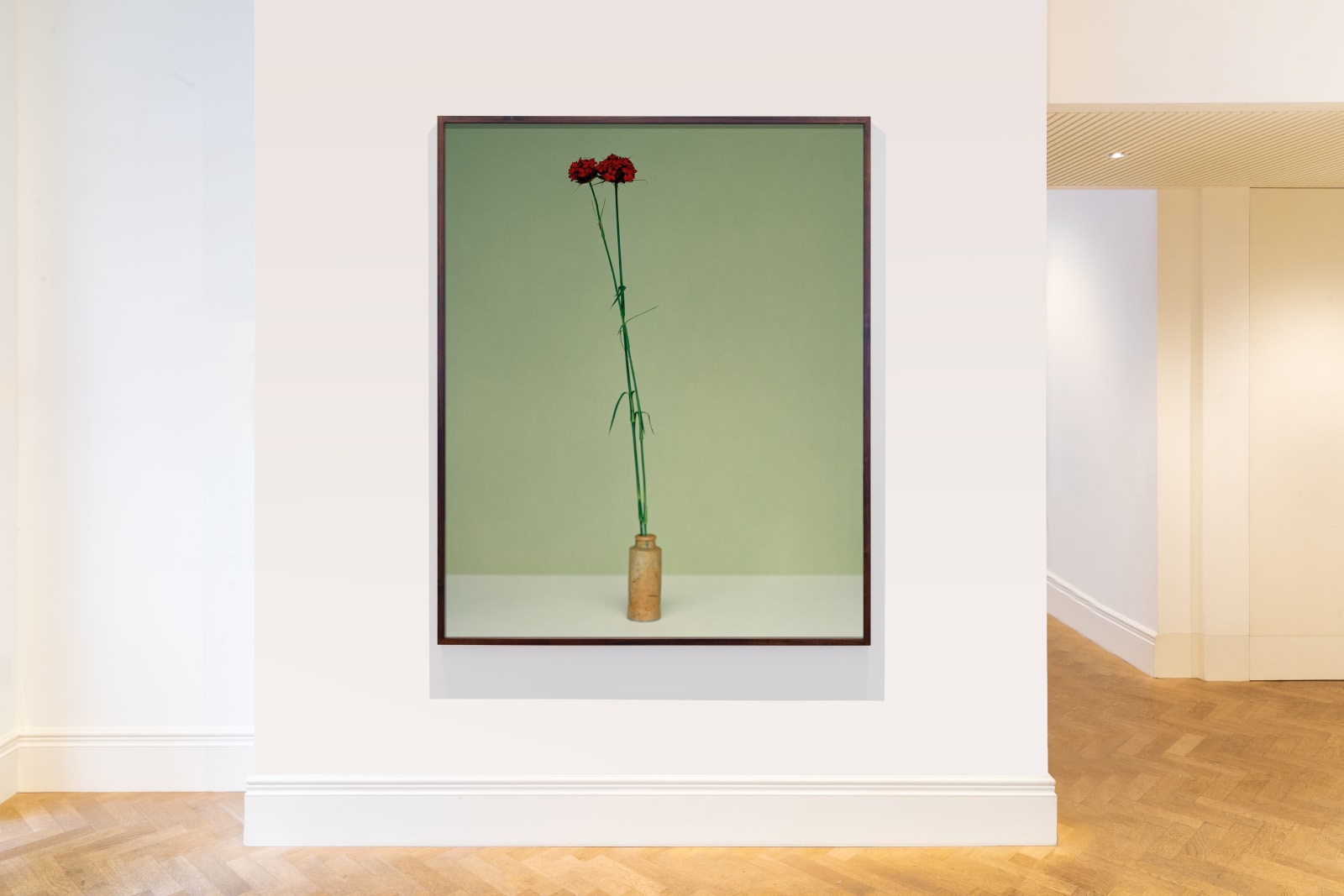 Kate Friend, Dan Pearson, Dianthus cruentus, Somerset, 2020