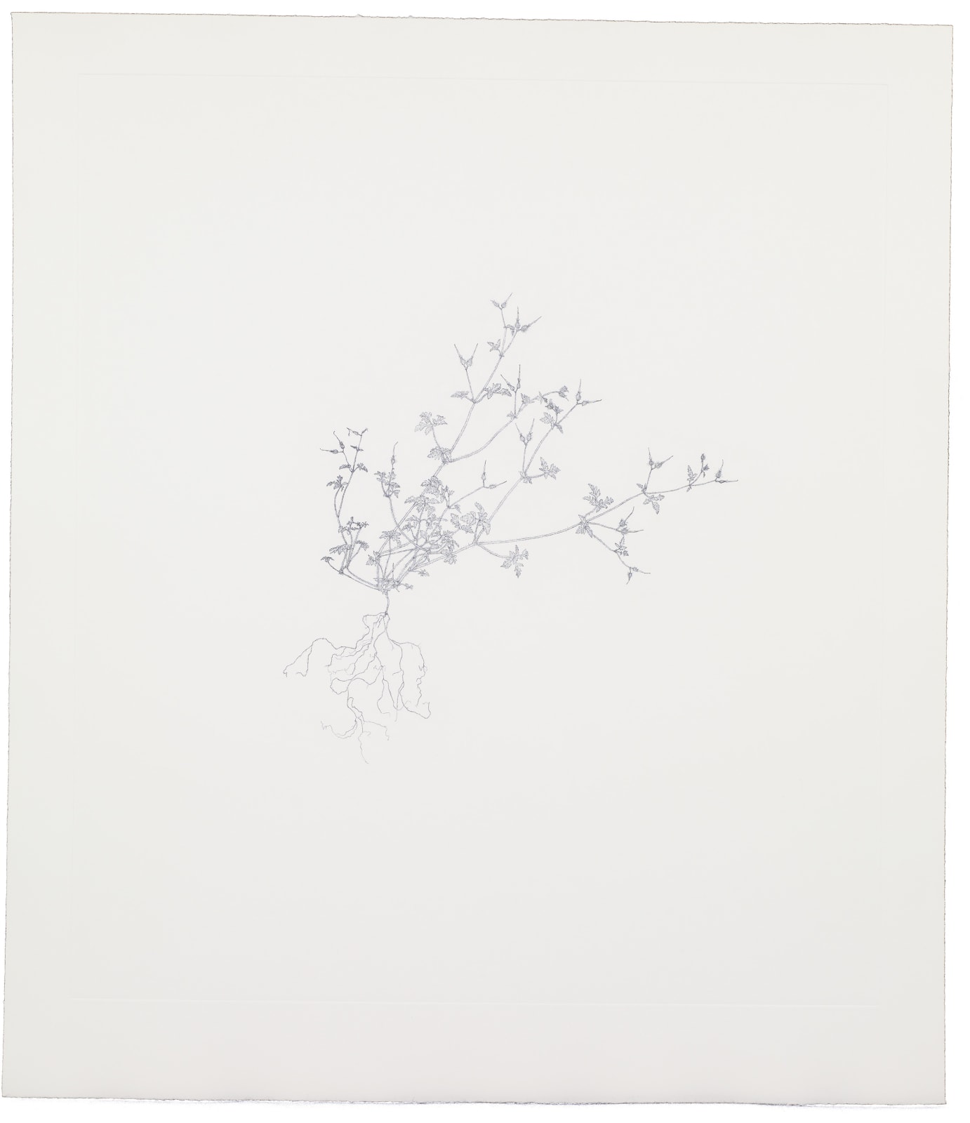 Michael Landy, Herb Robert, 2002