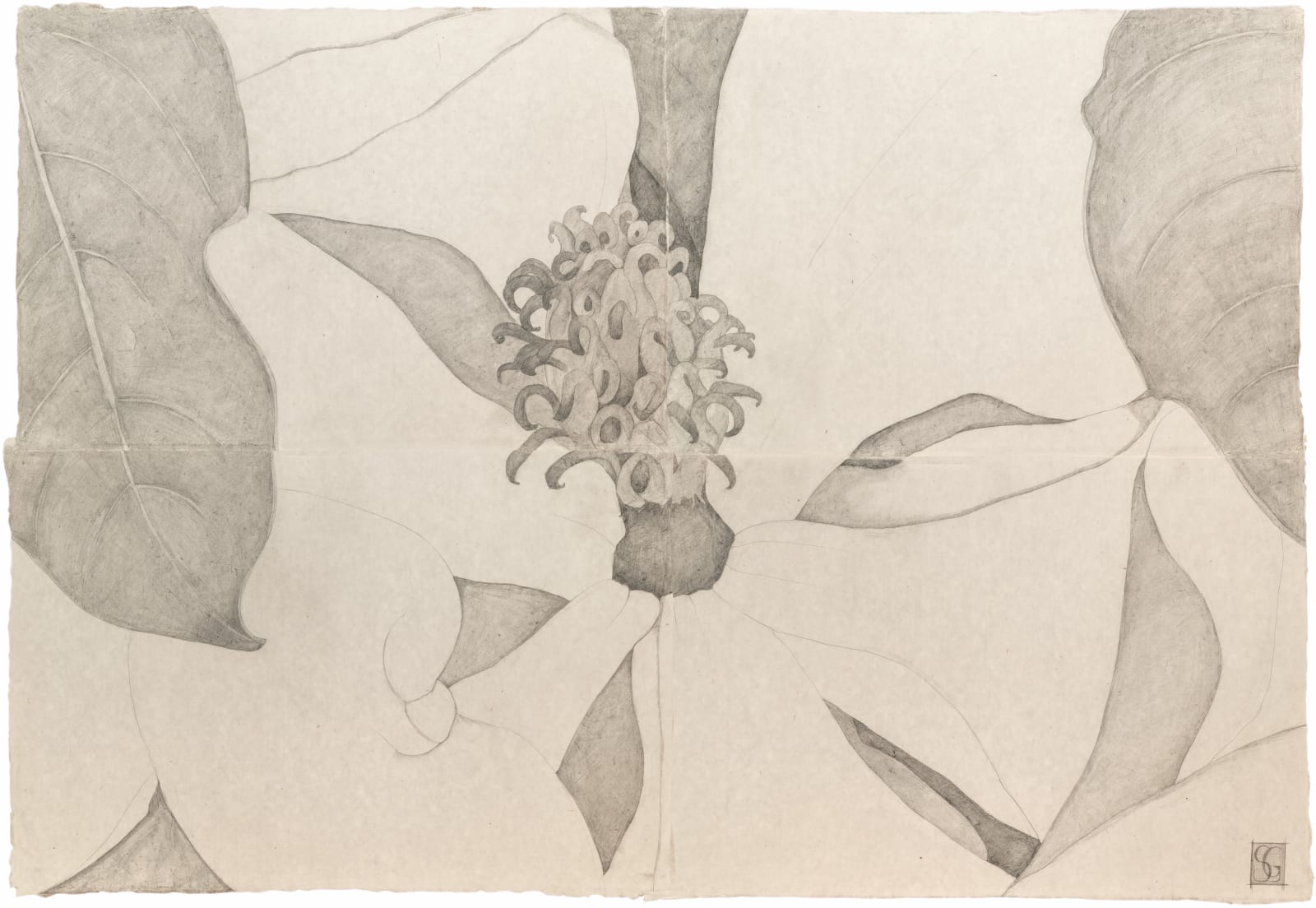 Sarah Graham, Magnolia grandiflora VI, 2022