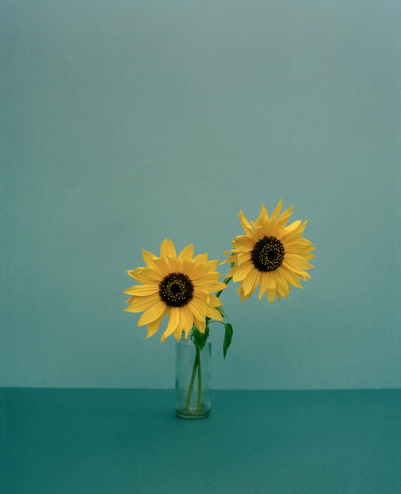 Kate Friend, Ron Finley, Sunflower, Los Angeles, 2022
