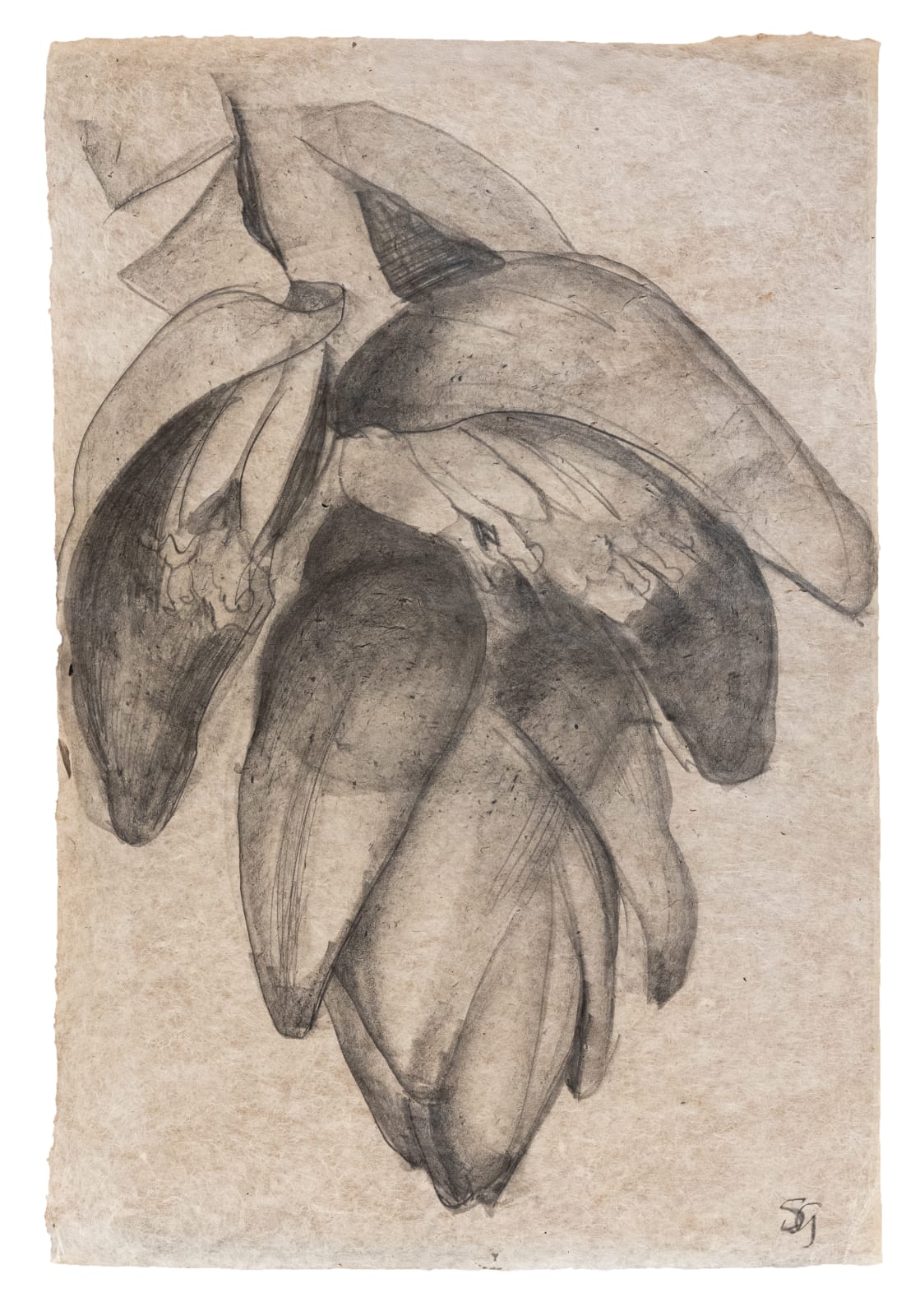 Sarah Graham, Musa acuminata (paper) XXI, 2025