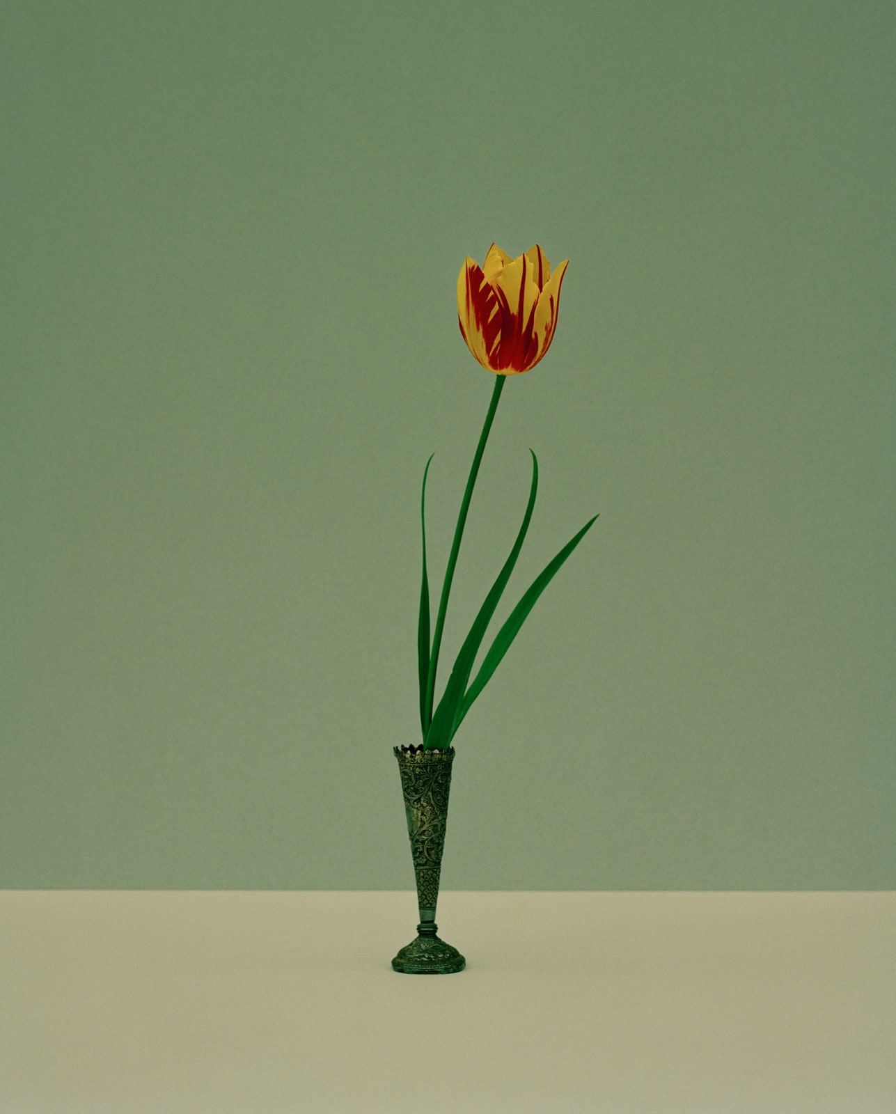 Kate Friend, Sue Stuart-Smith, Tulipa ‘Helmar’, Hertfordshire, 2022