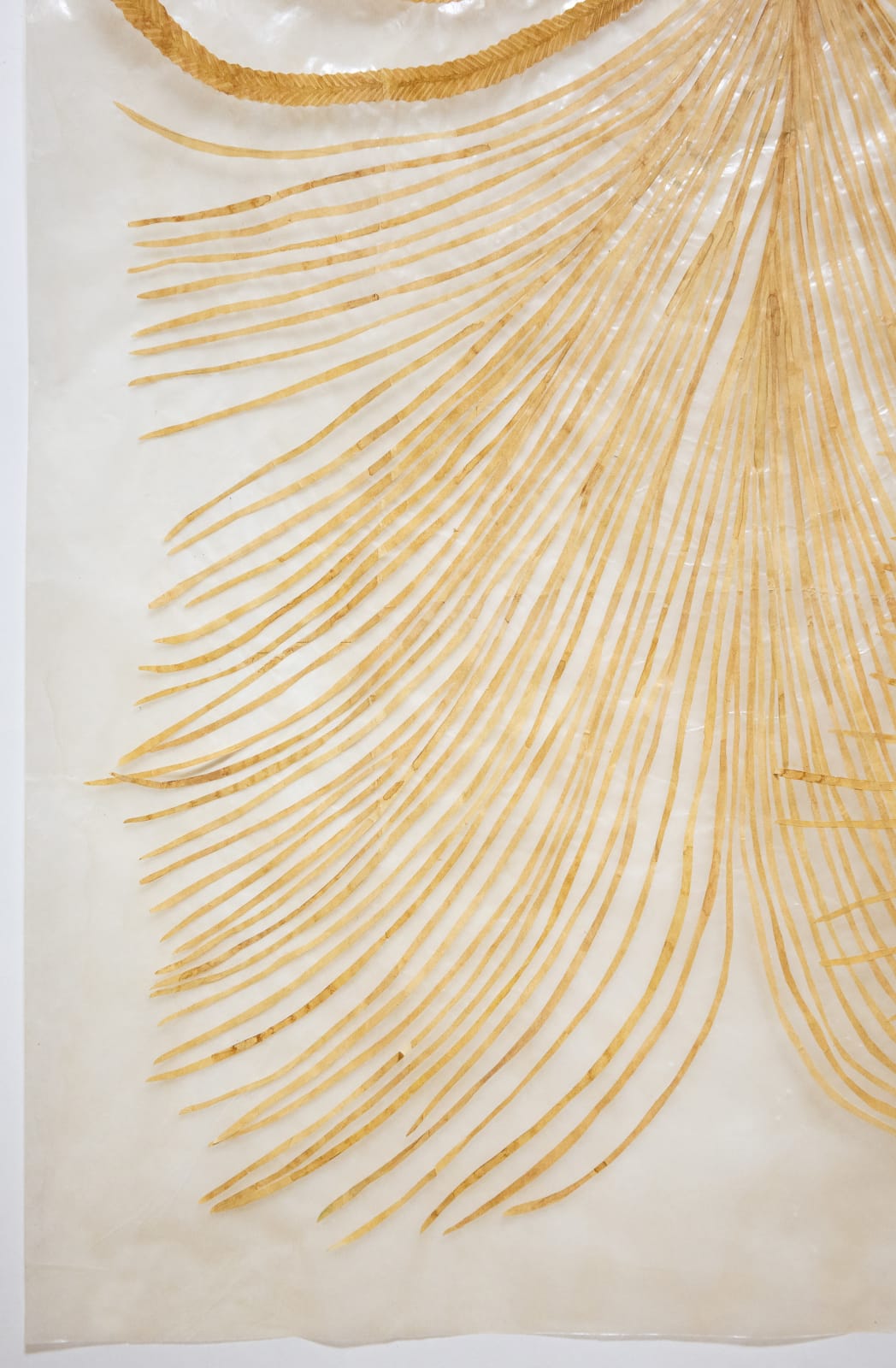 Fumi Imamura, Two tied flowers (yellow flower) (結ばれた花ふたつ(き いろいお花)), 2025