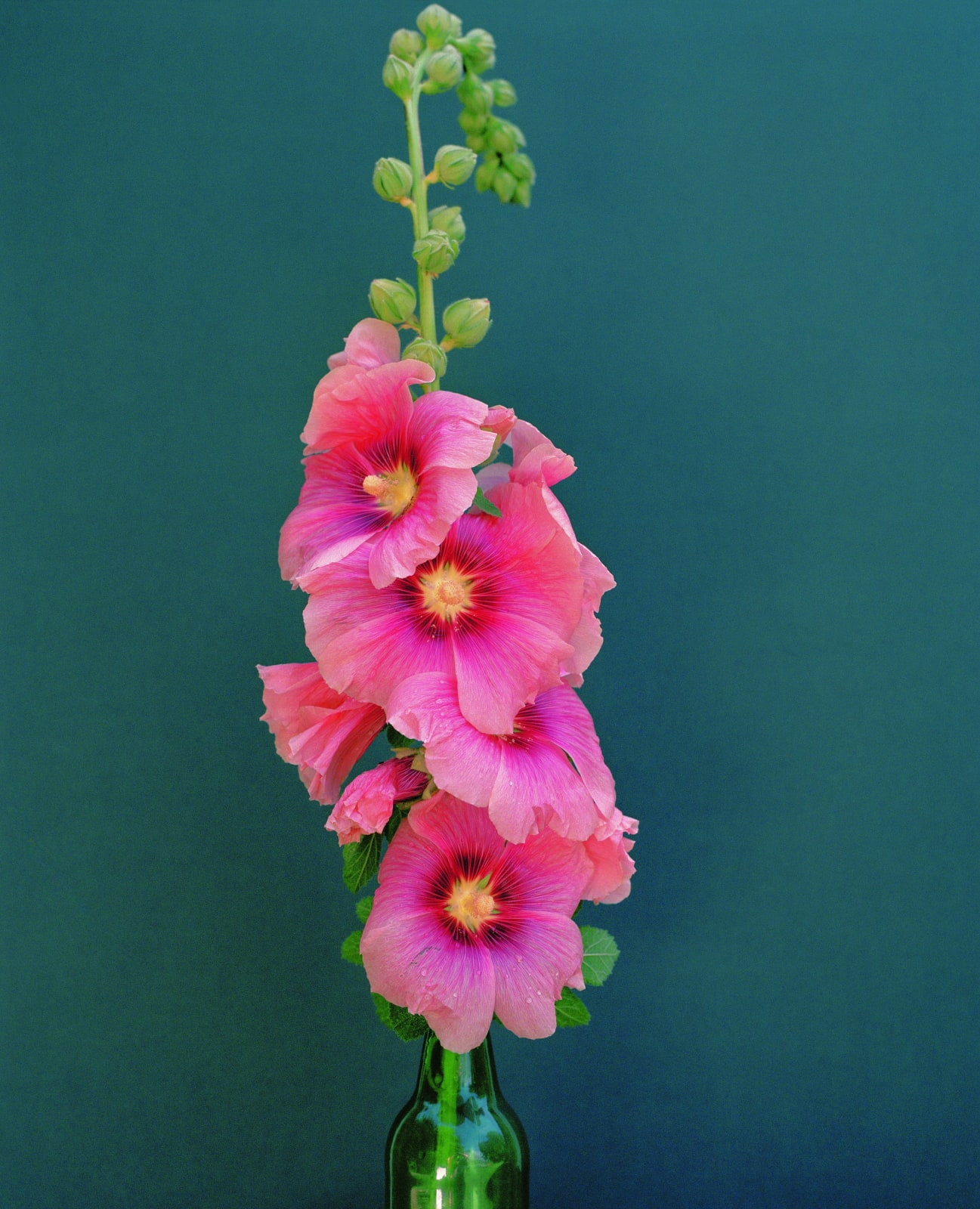 Kate Friend, Duncan Grant, Hollyhock, Charleston, 2019