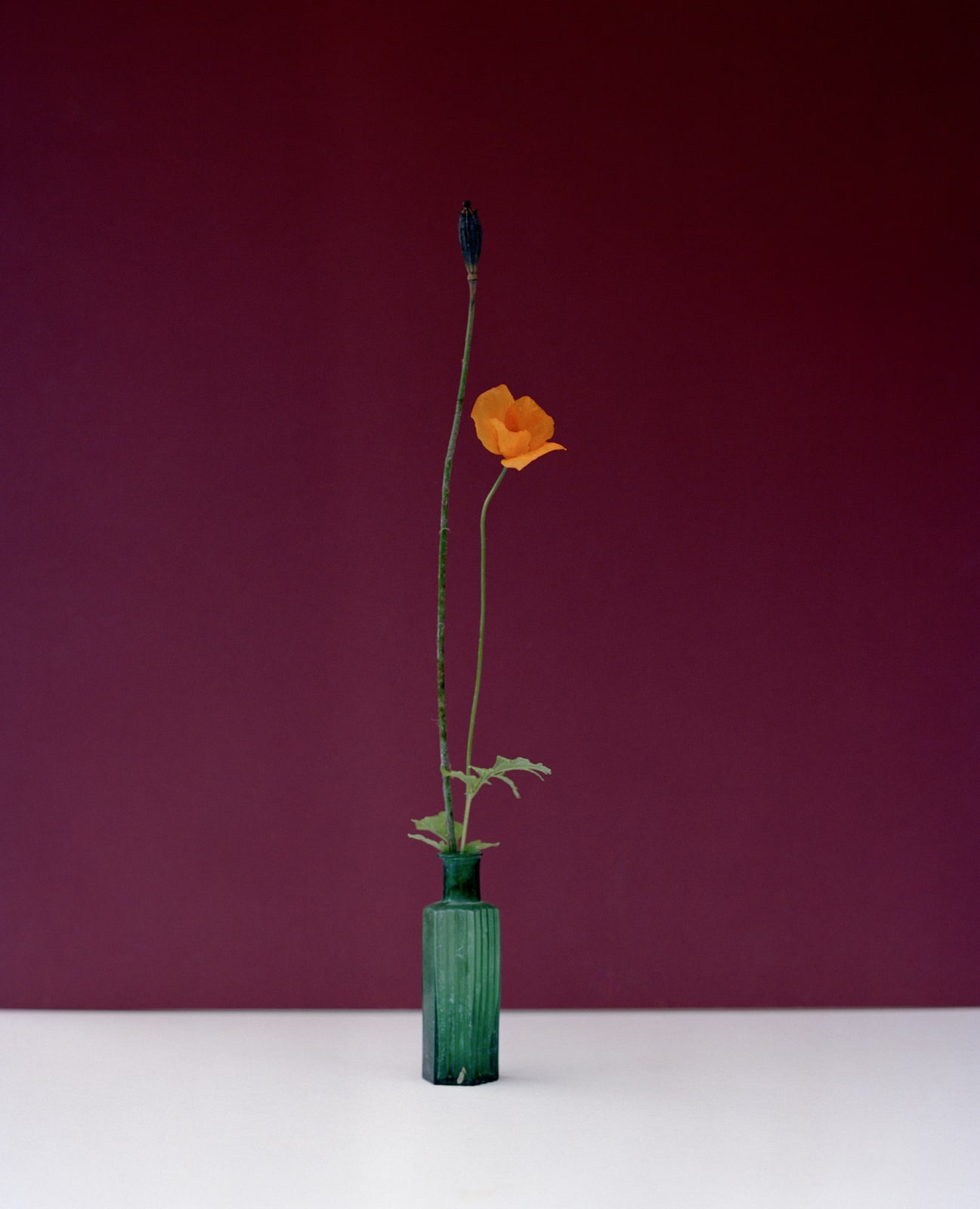 Kate Friend, Alys Fowler, Welsh Poppy (Papaver cambricum), Birmingham, 2020