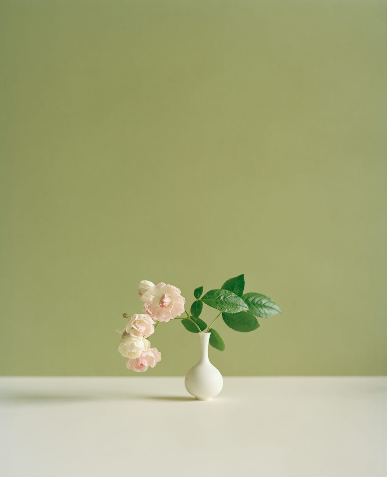 Kate Friend, Tania Compton, Rosa ‘Ethel’, Wiltshire, 2022