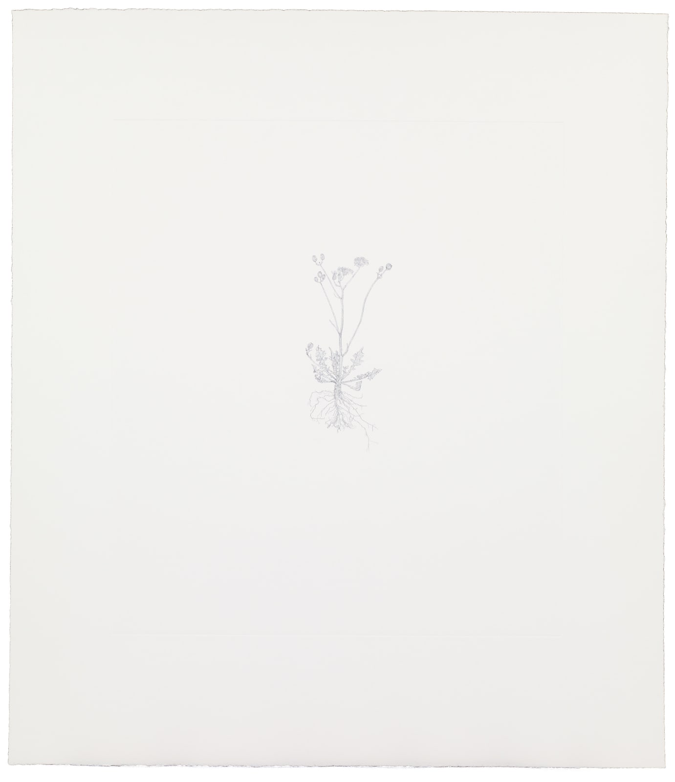 Michael Landy, Smooth Hawk's Beard, 2002