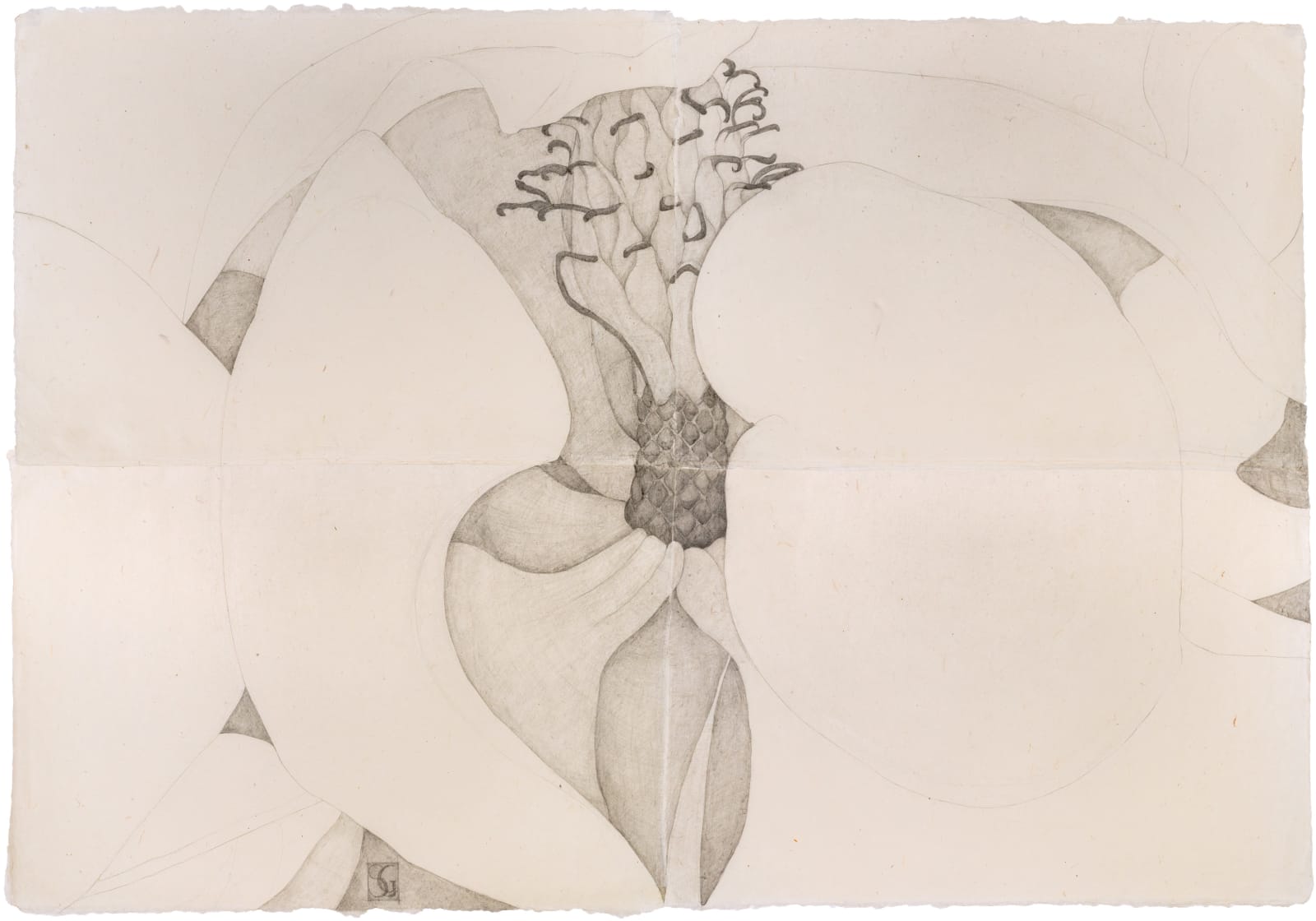 Sarah Graham, Magnolia grandiflora III, 2022