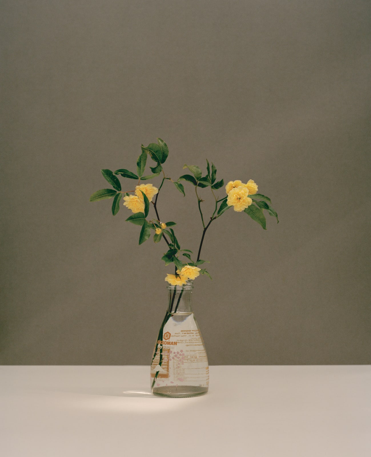 Kate Friend, Olivia Laing, Rosa banksiae ‘Lutea’, Suffolk, 2022