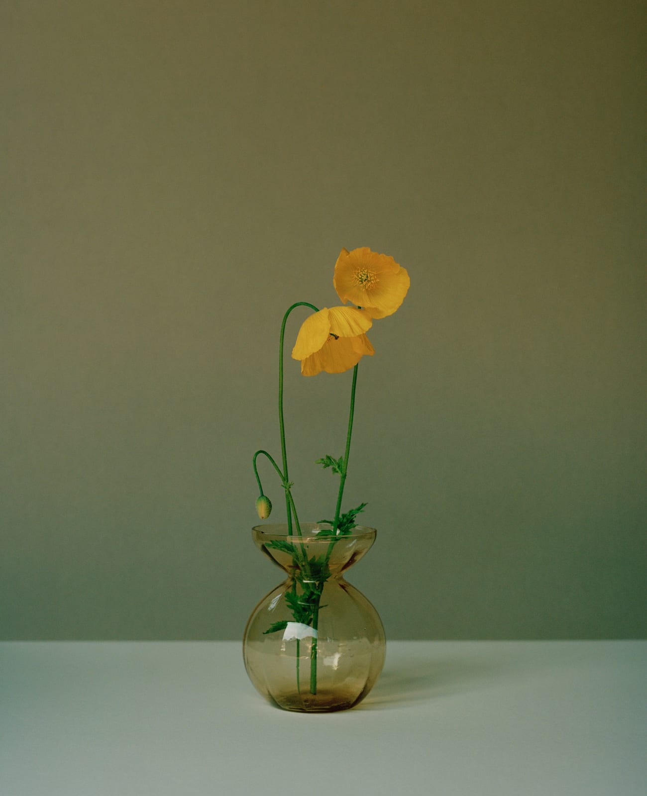 Kate Friend, Piet Oudolf, Meconopsis cambrica, Hummelo, Netherlands, 2022