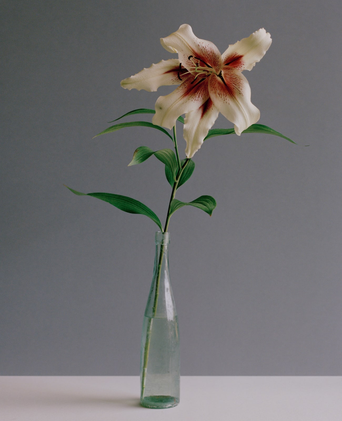 Kate Friend, Jamie Compton, Lilium ‘Beverly’s Dream’, Wiltshire, 2022