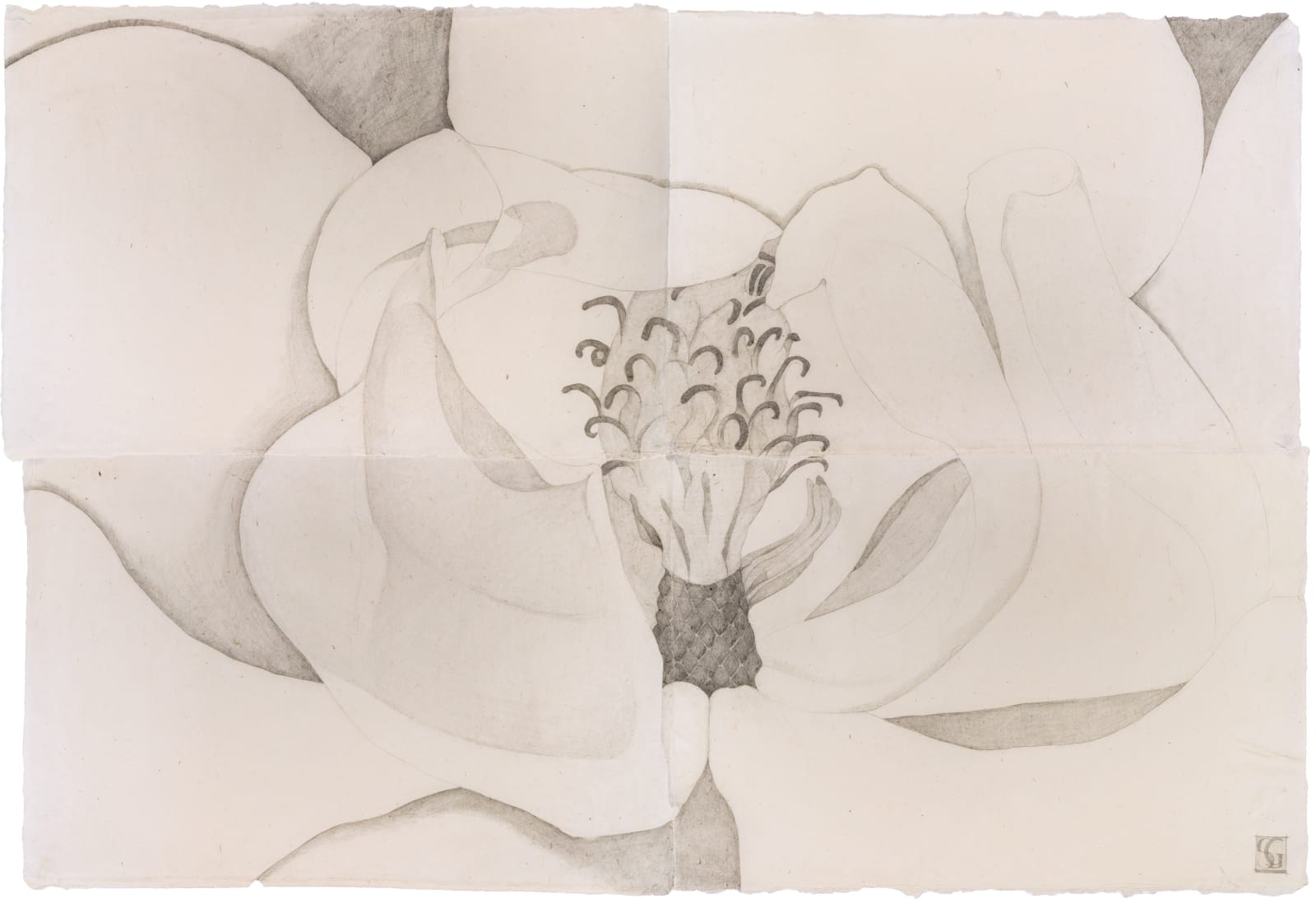 Sarah Graham, Magnolia grandiflora V, 2022