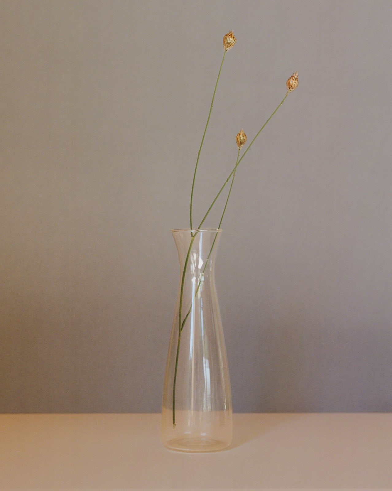 Kate Friend, Tom Stuart-Smith, Catananche caerulea, Hertfordshire, 2022