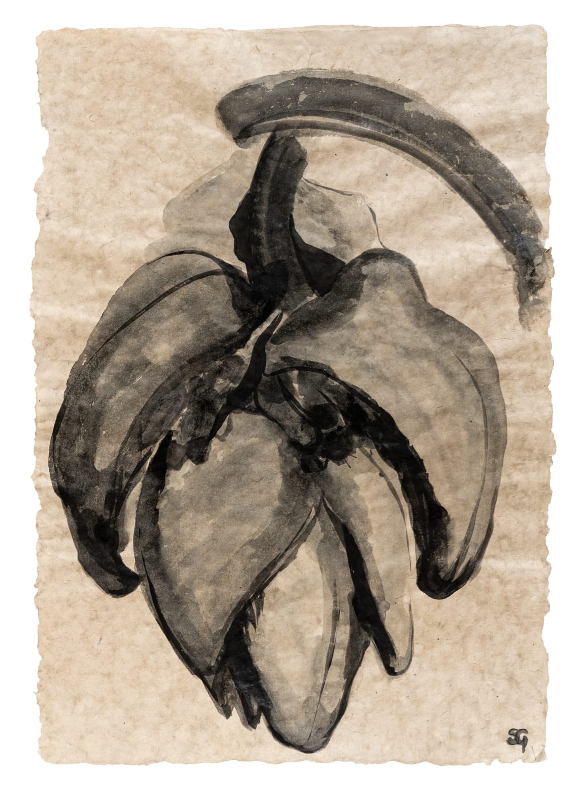 Sarah Graham, Musa acuminata (paper) XXIV, 2025