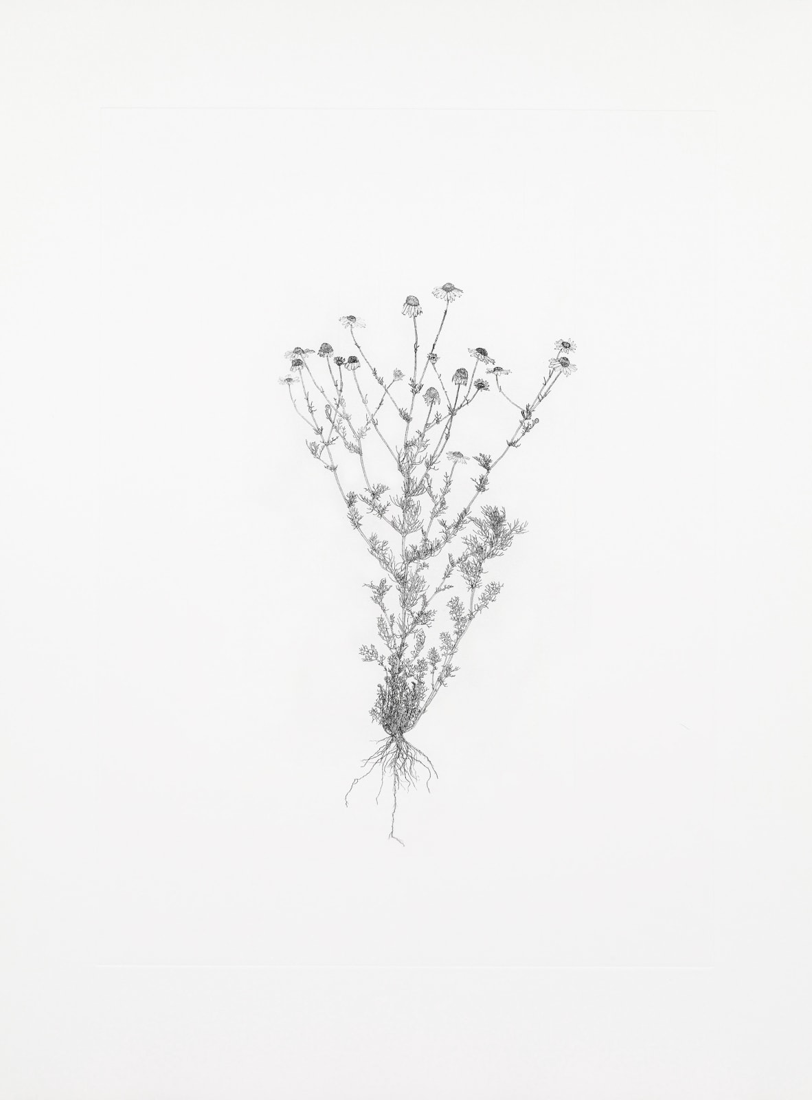 Michael Landy, Scentless Mayweed, 2003