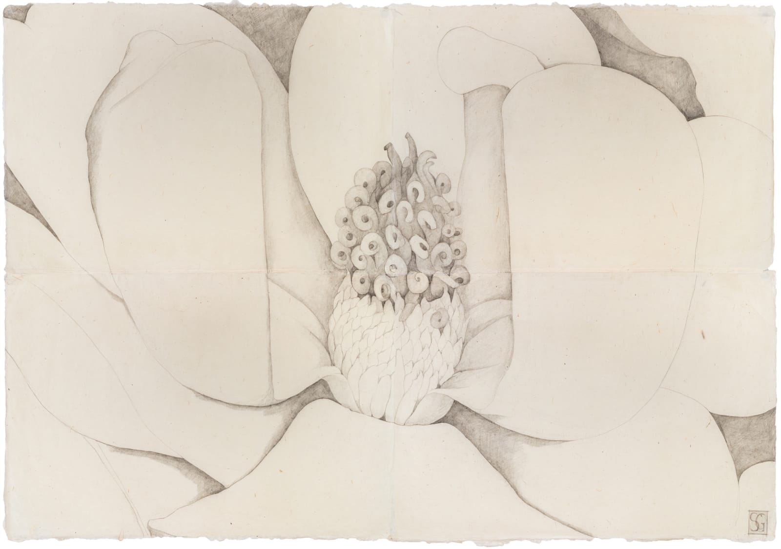 Sarah Graham, Magnolia grandiflora I, 2022