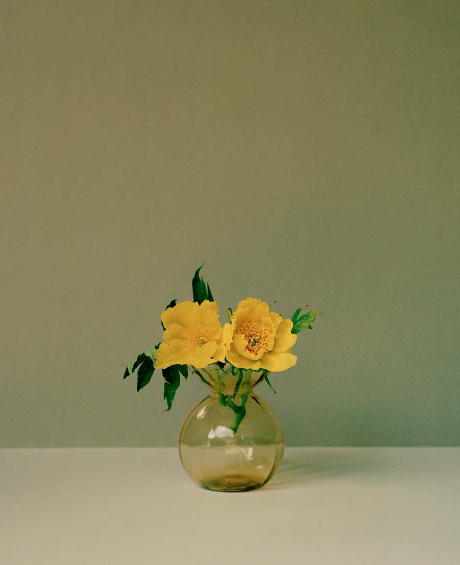 Kate Friend, Piet Oudolf, Paeonia lutea var. Ludlowii, Hummelo, 2022