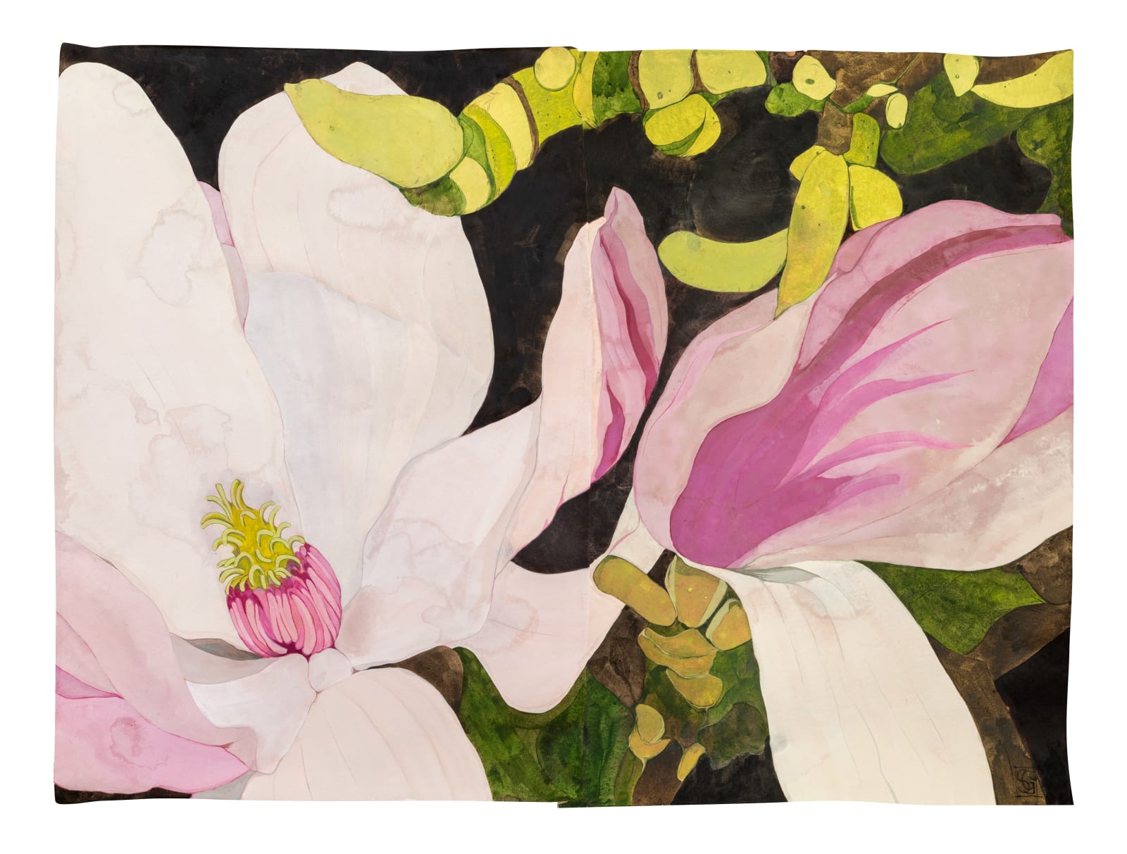 Sarah Graham, Magnolia soulangeana II, 2022