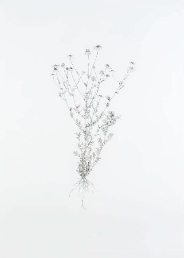 Michael Landy, Scentless Mayweed, 2003