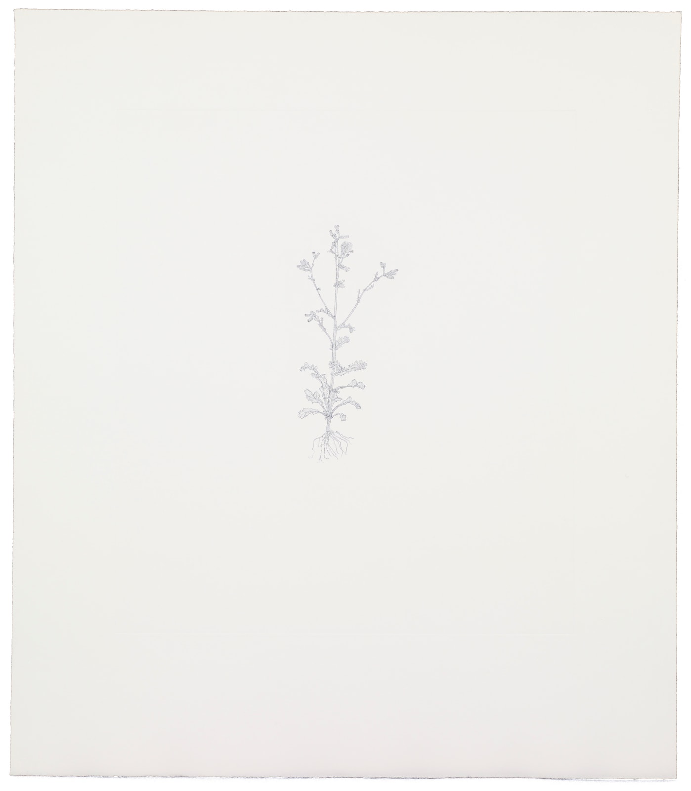 Michael Landy, Common Groundsel, 2002