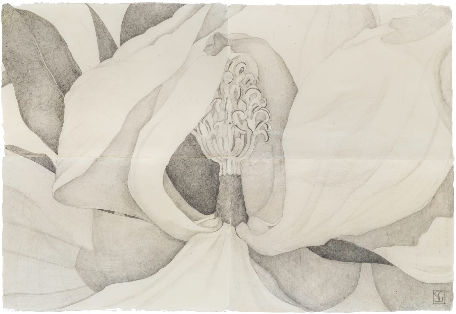 Sarah Graham, Magnolia grandiflora II, 2021