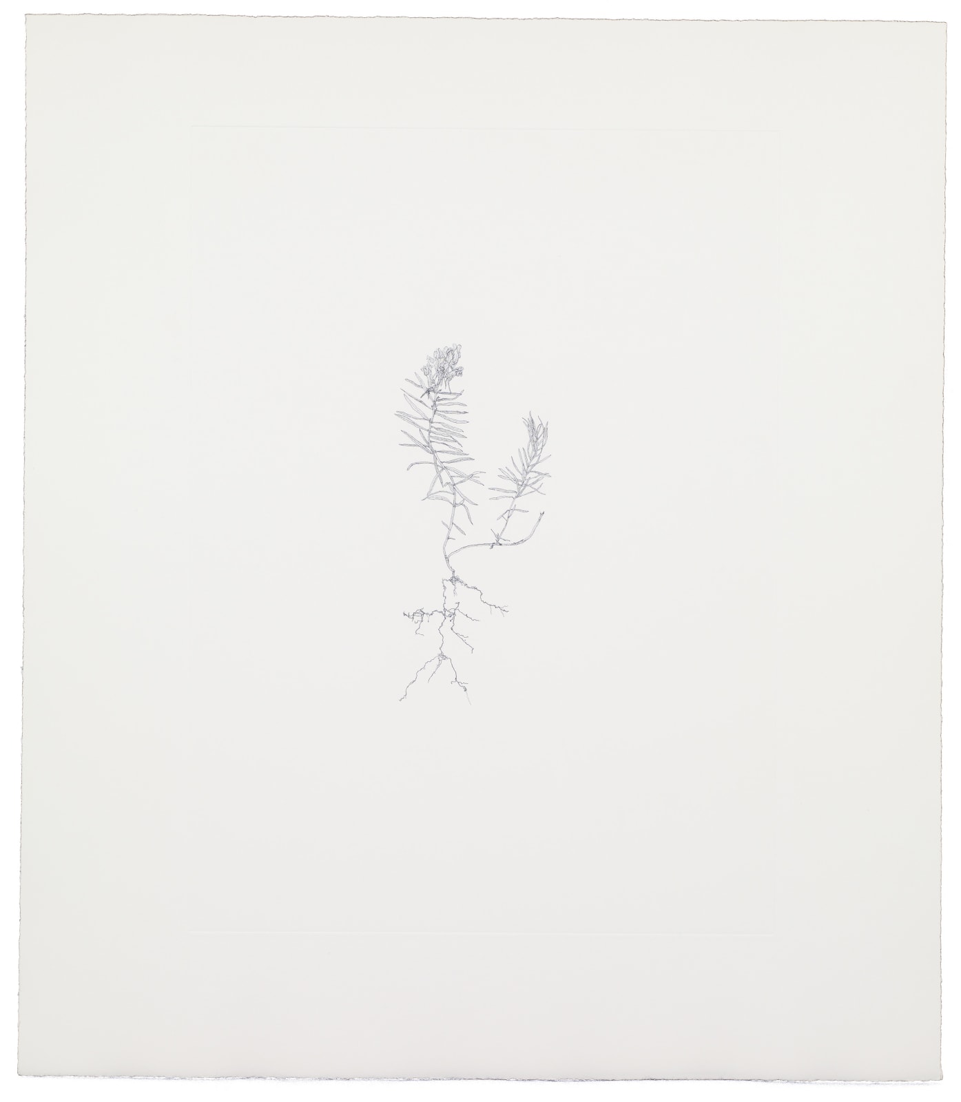 Michael Landy, Common Toadflax, 2002