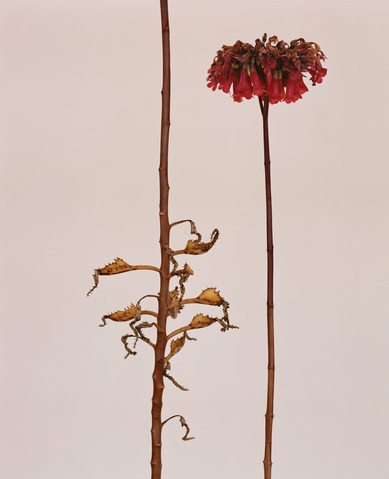 Kate Friend, Ai Weiwei, Mother of Thousands, Montemor-o-Novo, Portugal, 2023