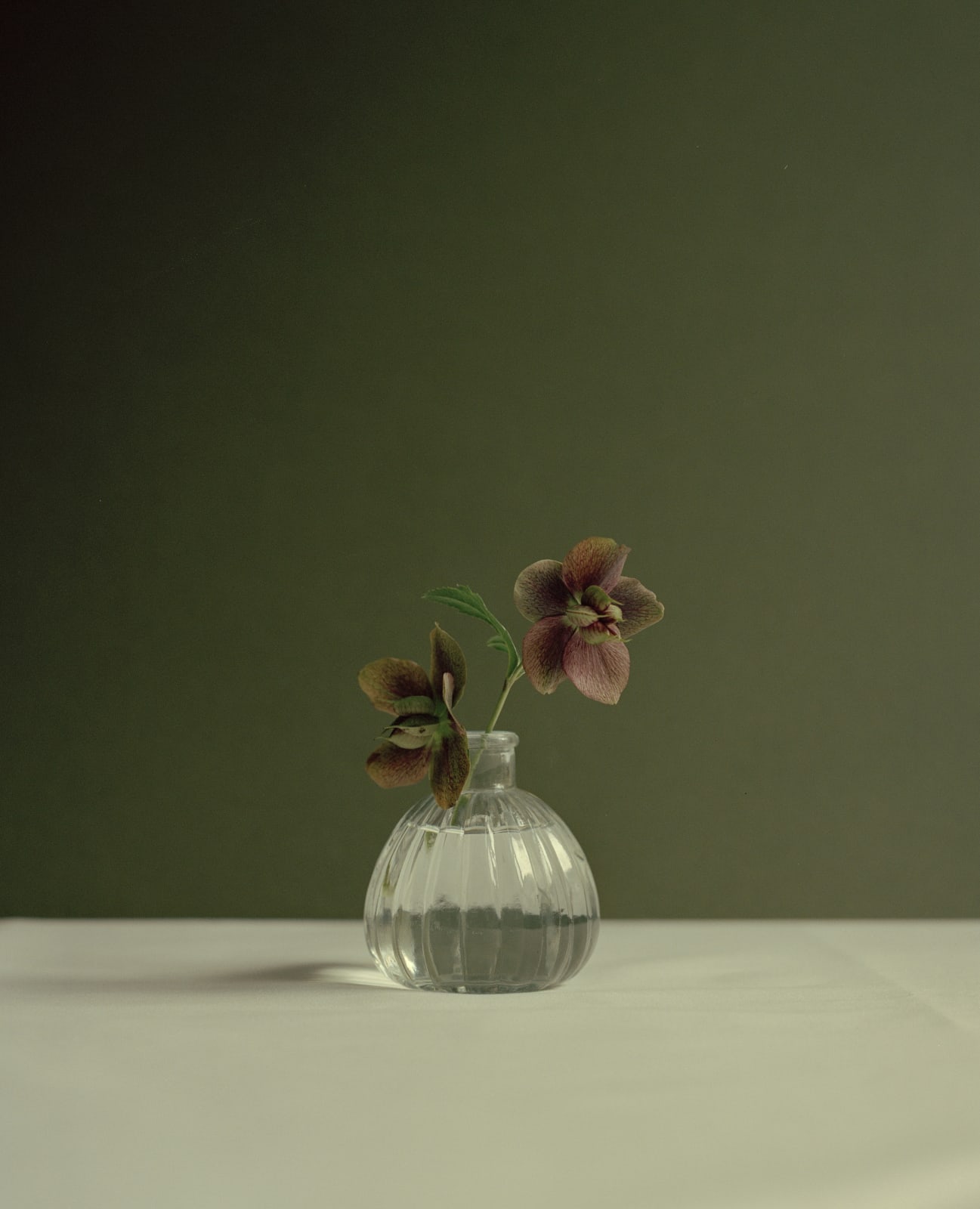Kate Friend, Jeremy Lee, Hellebore, Quo Vadis, London, 2020