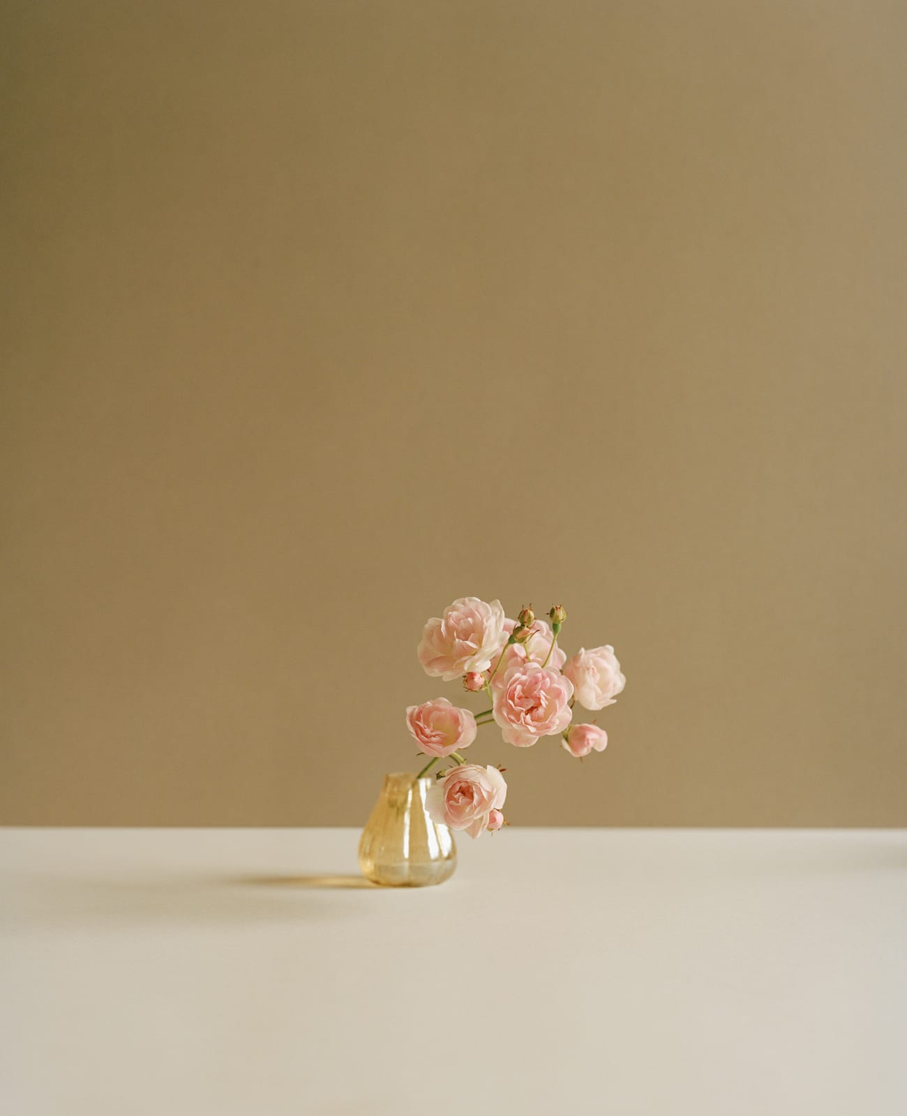 Kate Friend, Tania Compton, Rosa ‘Ethel’, Wiltshire, 2022