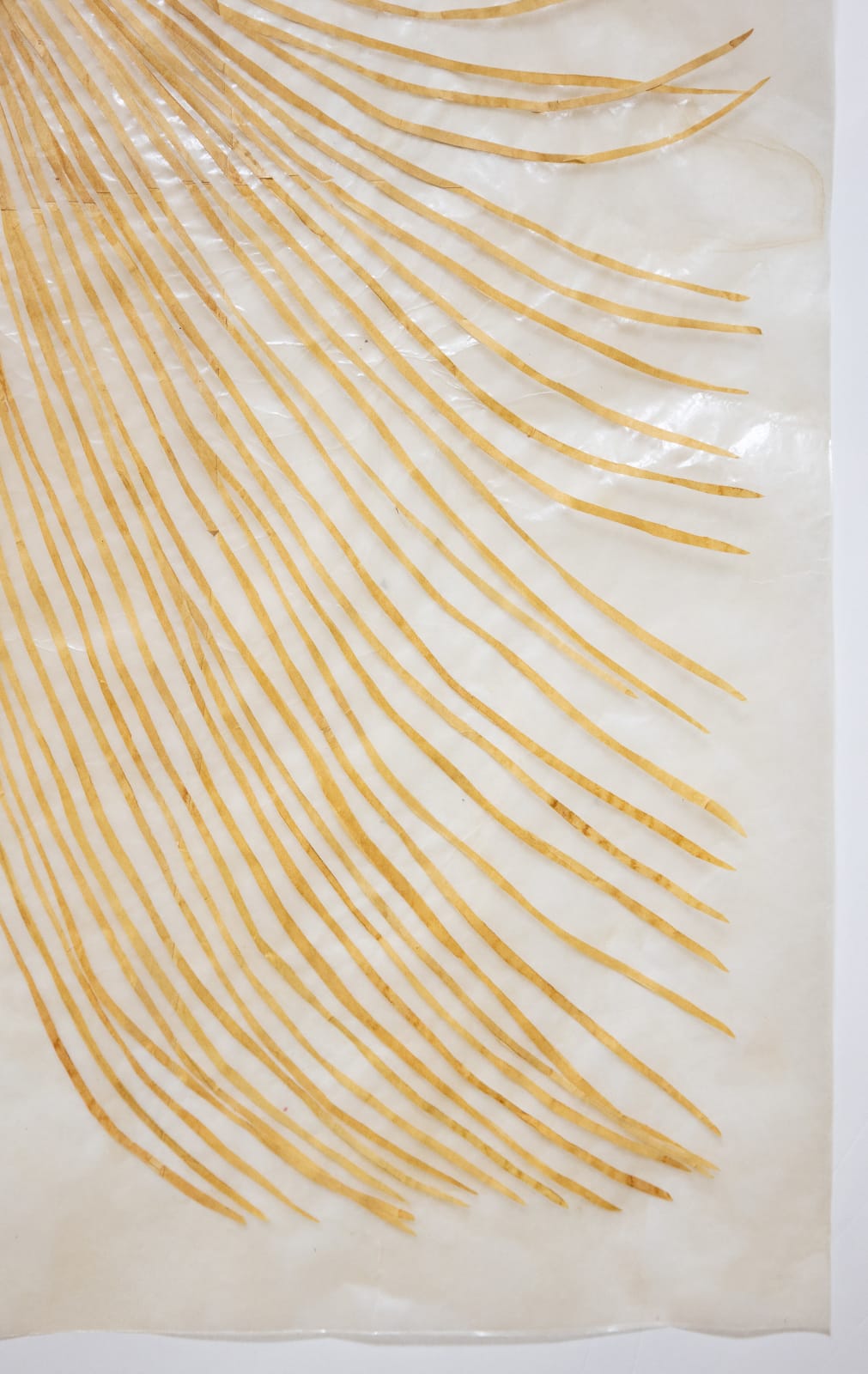 Fumi Imamura, Two tied flowers (yellow flower) (結ばれた花ふたつ(き いろいお花)), 2025