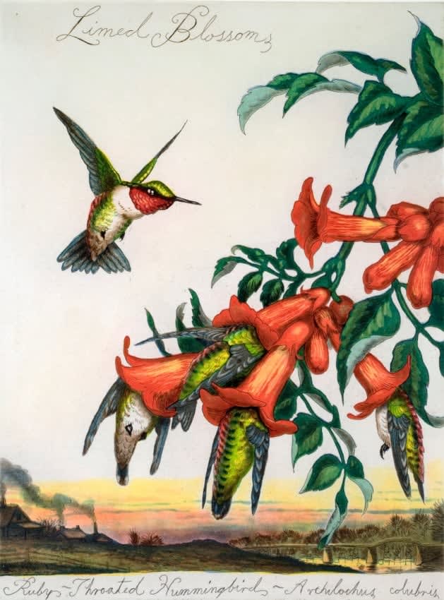 Walton Ford, Limed Blossoms, 2007