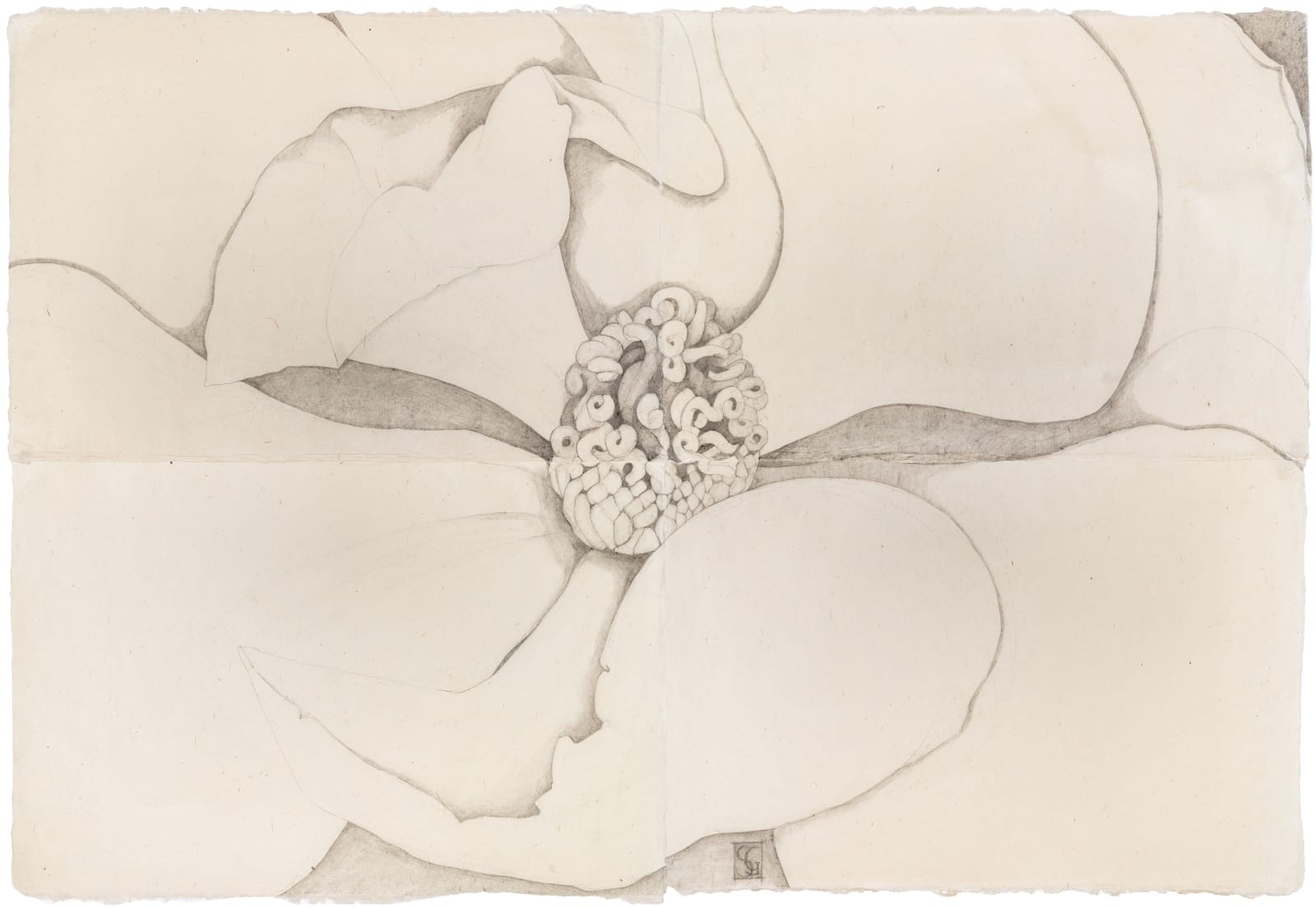 Sarah Graham, Magnolia grandiflora IV, 2022