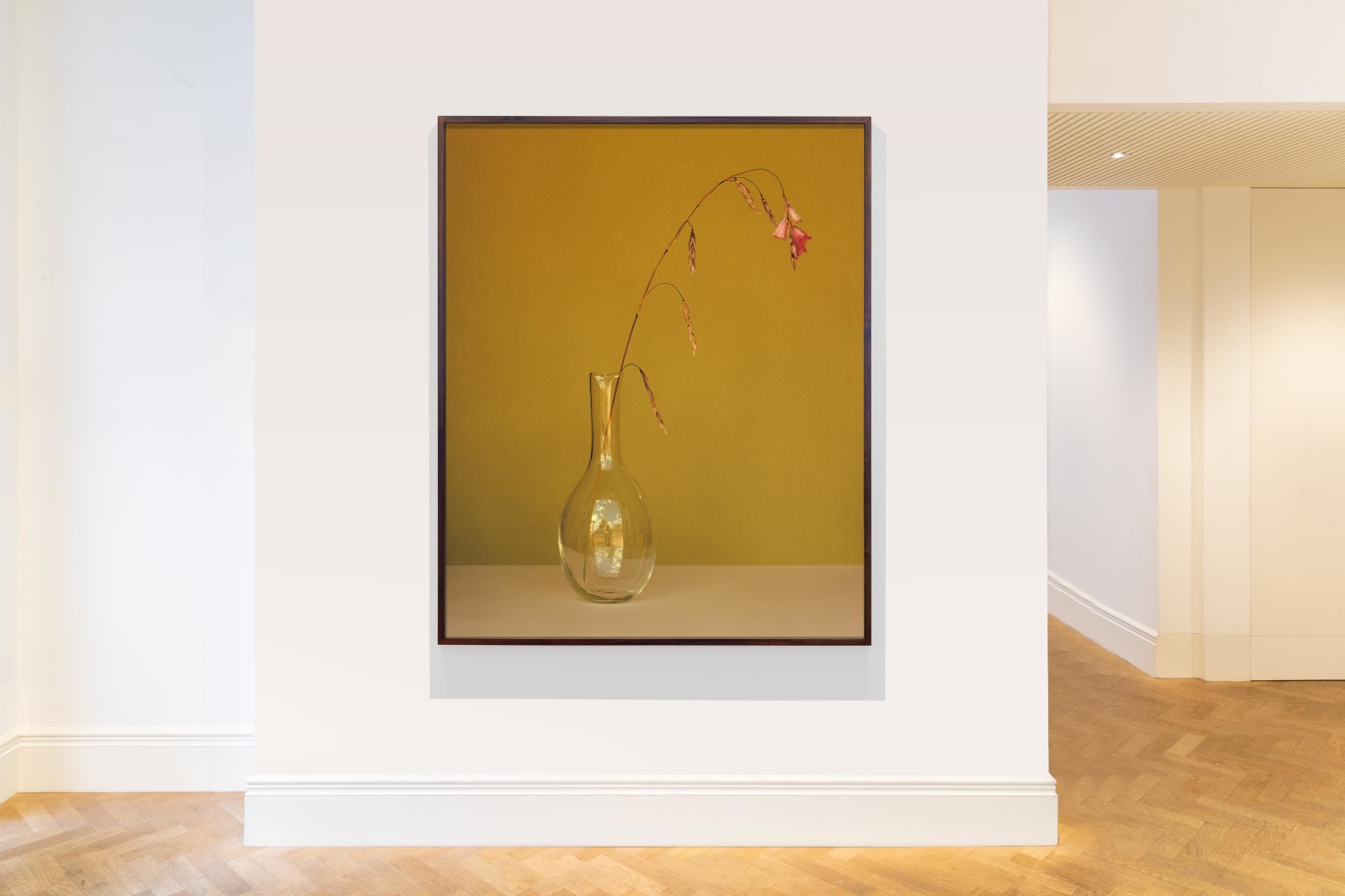 Kate Friend, Dan Pearson, Dierama pulcherrimum, Somerset, 2020