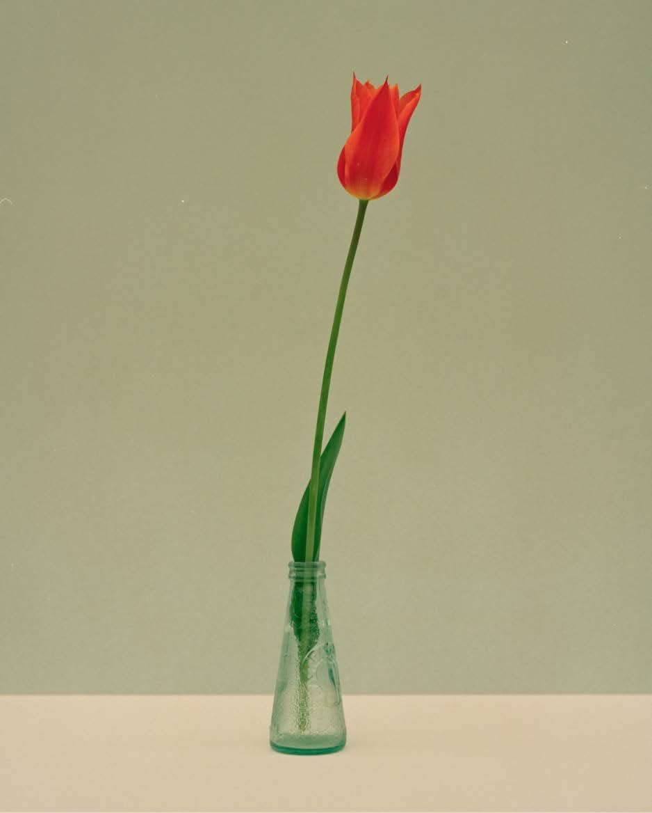 Kate Friend, Sue Stuart-Smith, Tulipa 'Ballerina', Hertfordshire, 2022