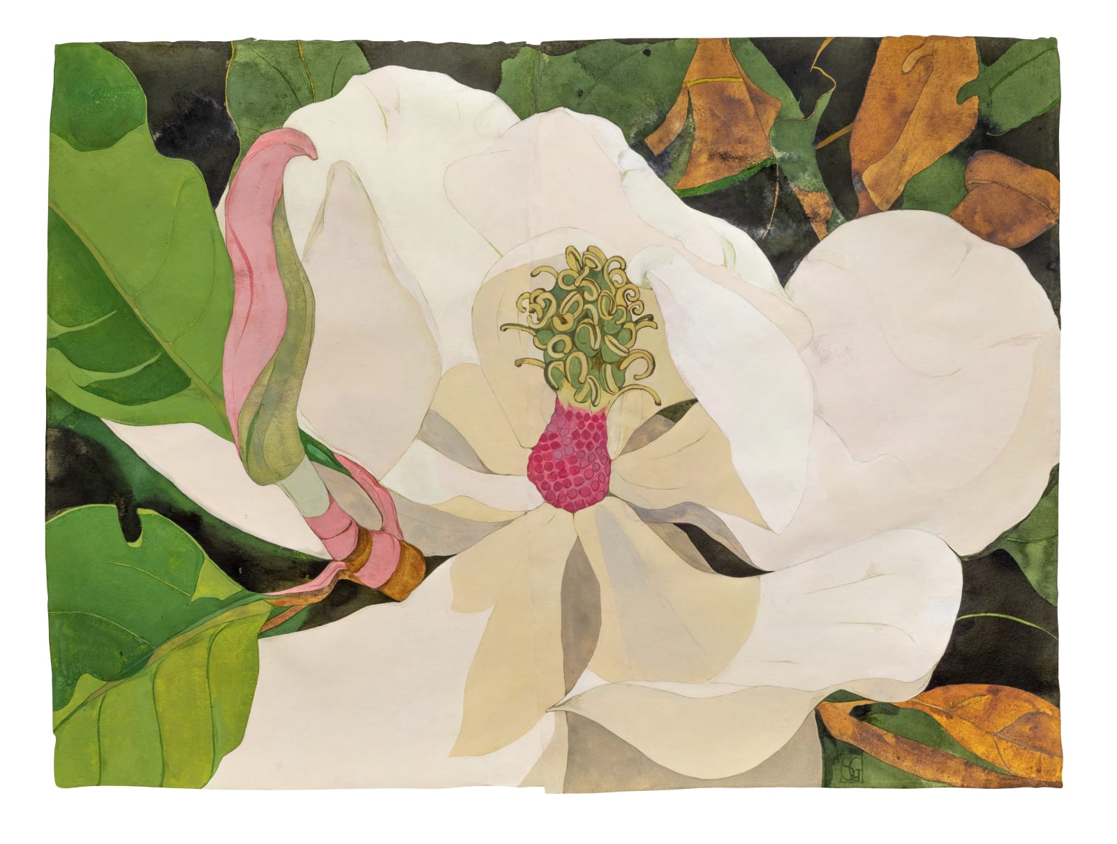 Sarah Graham, Magnolia grandiflora IV, 2022