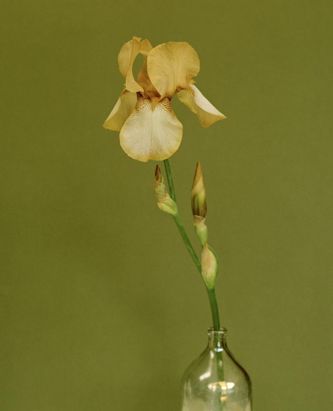 Kate Friend, Polly Nicholson, Iris 'Benton Susan', Wiltshire, 2021