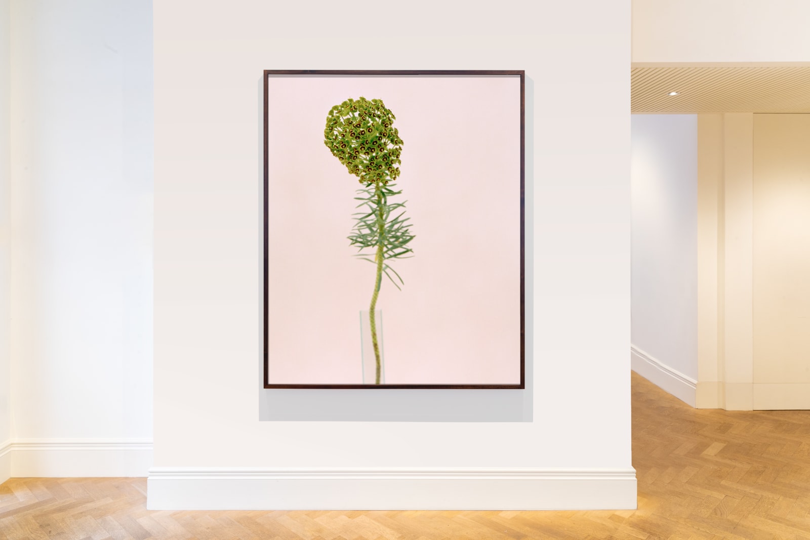 Kate Friend, Cosey Fanni Tutti, Euphorbia, Norfolk, 2019